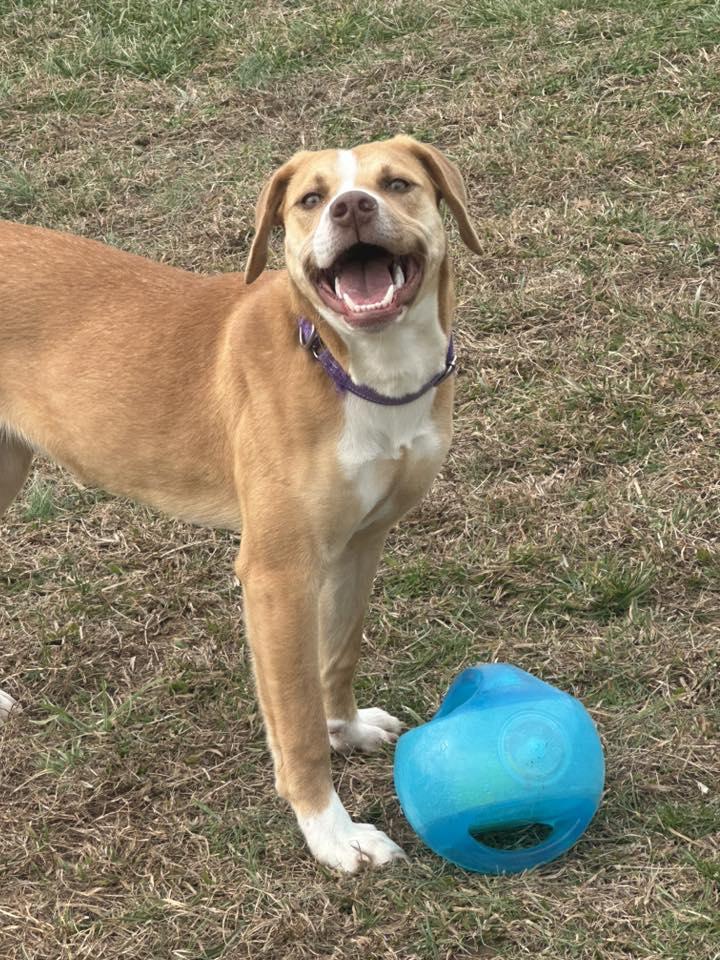 Enlarge Janet, an adopted Labrador Retriever in Lebanon, TN image 1/6