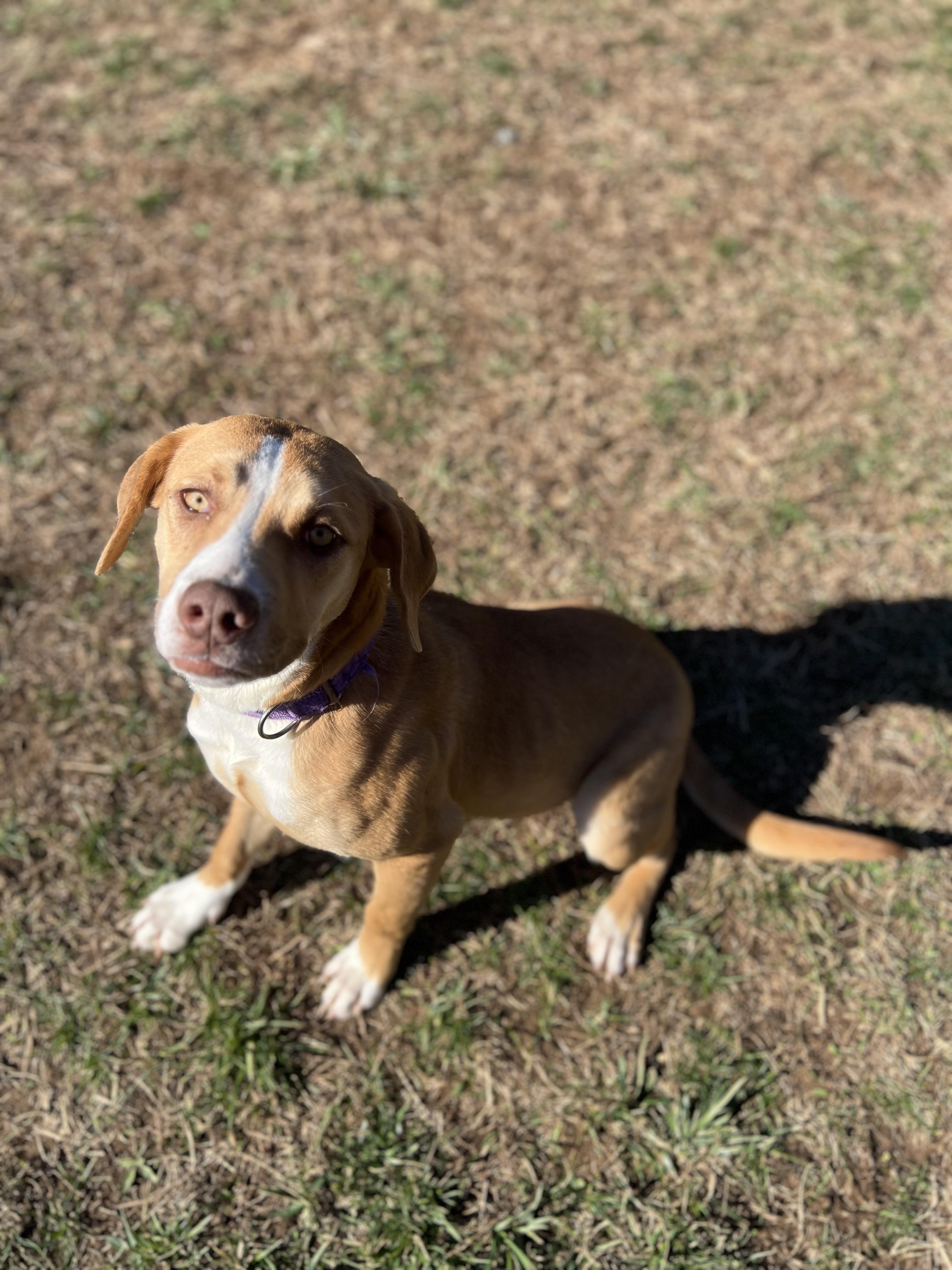 Enlarge Janet, a ADOPTABLE Labrador Retriever in Lebanon, TN image 5/5