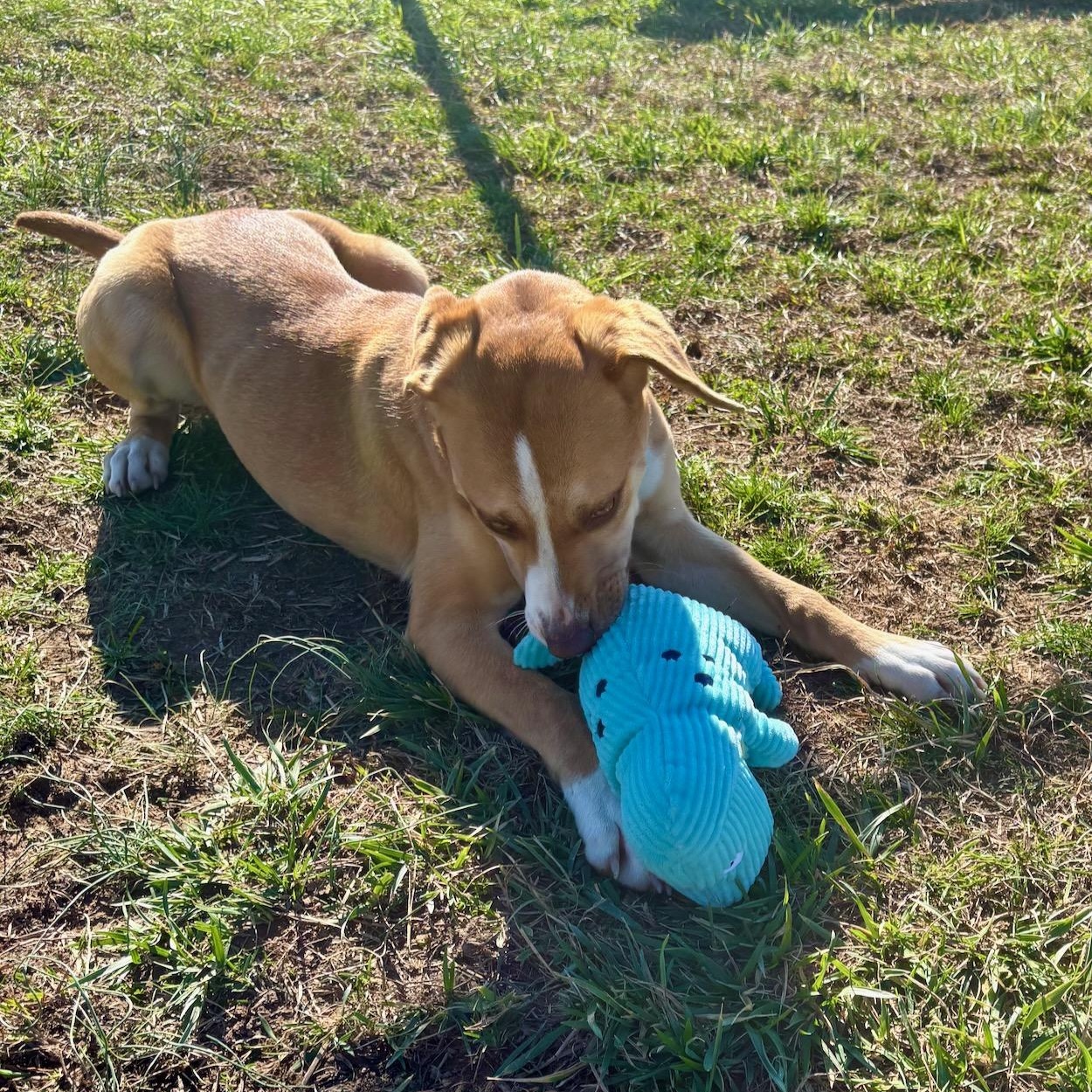 Enlarge Janet, a ADOPTABLE Labrador Retriever in Lebanon, TN image 4/5