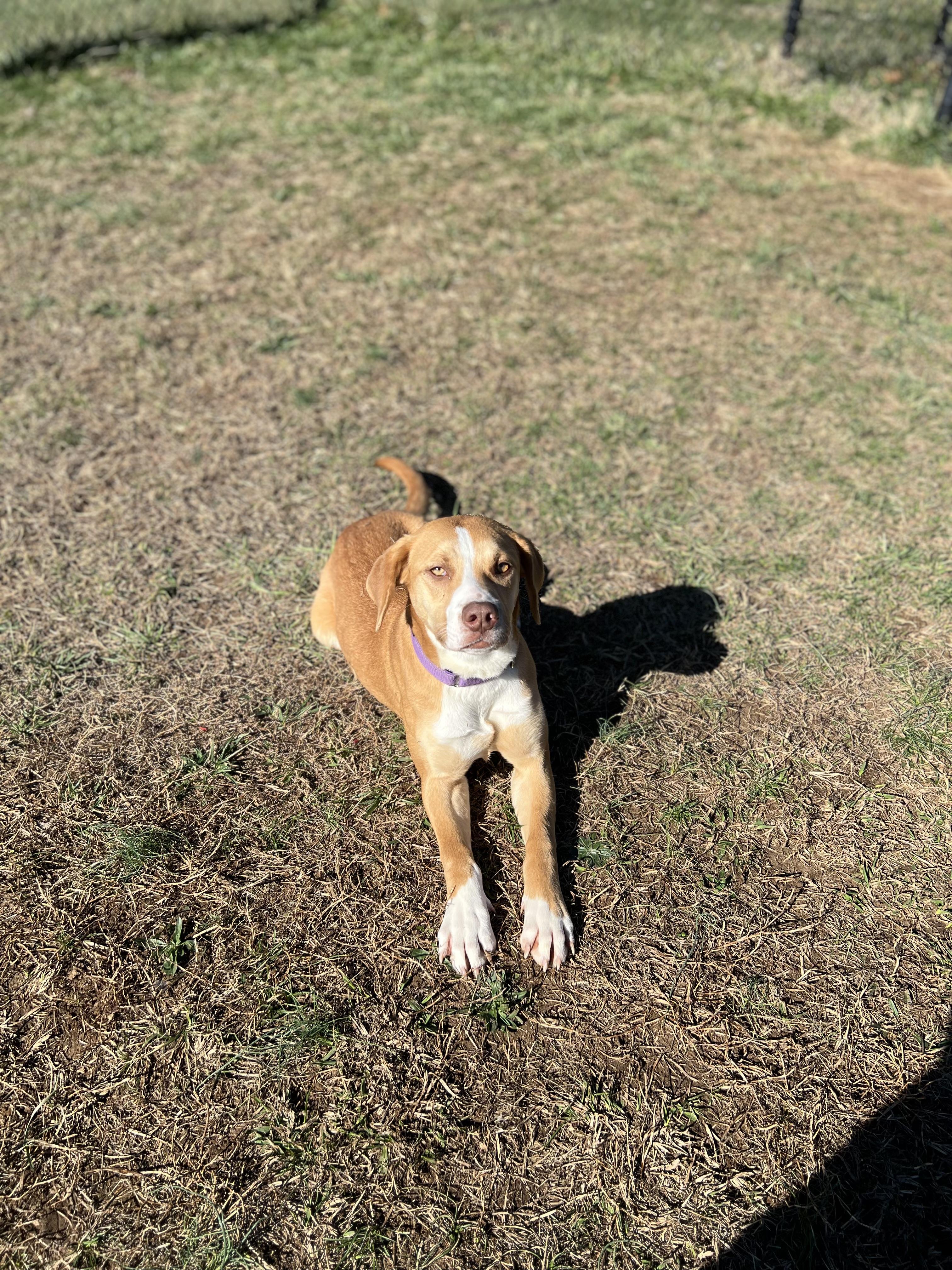 Enlarge Janet, a ADOPTABLE Labrador Retriever in Lebanon, TN image 2/5