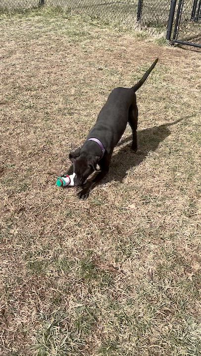 Enlarge Janet, an adopted Labrador Retriever in Lebanon, TN video 6/6