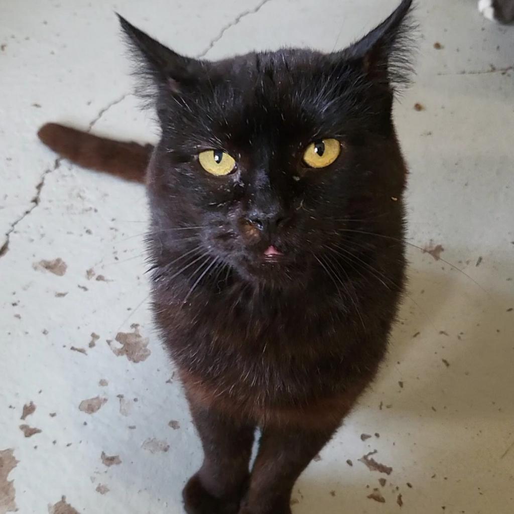 Enlarge Tupac, a Adoptable Domestic Short Hair in Jacksonville, OR image 1/2