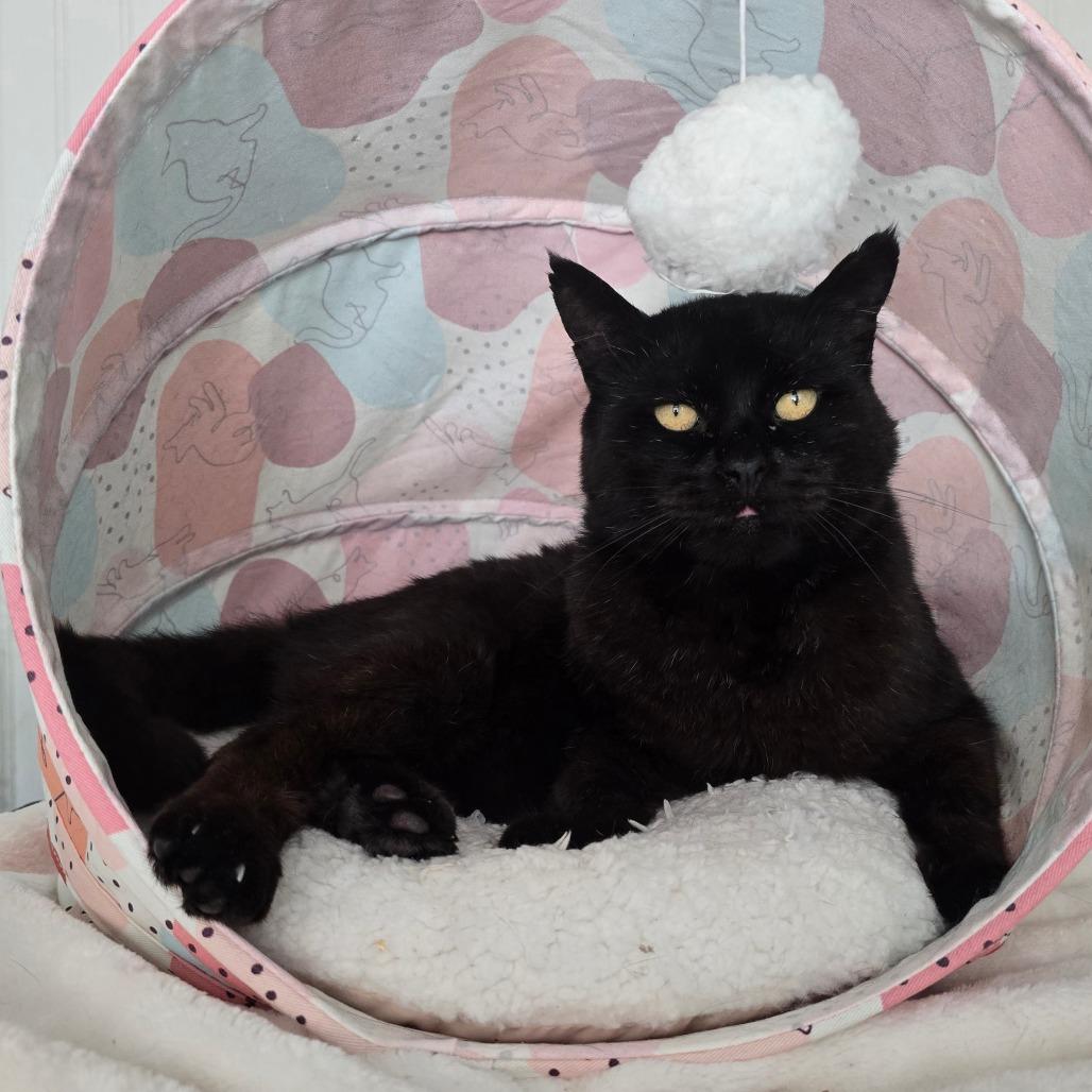 Enlarge Tupac, a Adoptable Domestic Short Hair in Jacksonville, OR image 2/2