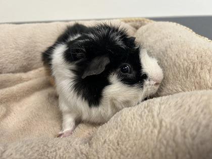 Boomie, Adoptable, Young Male Guinea Pig.