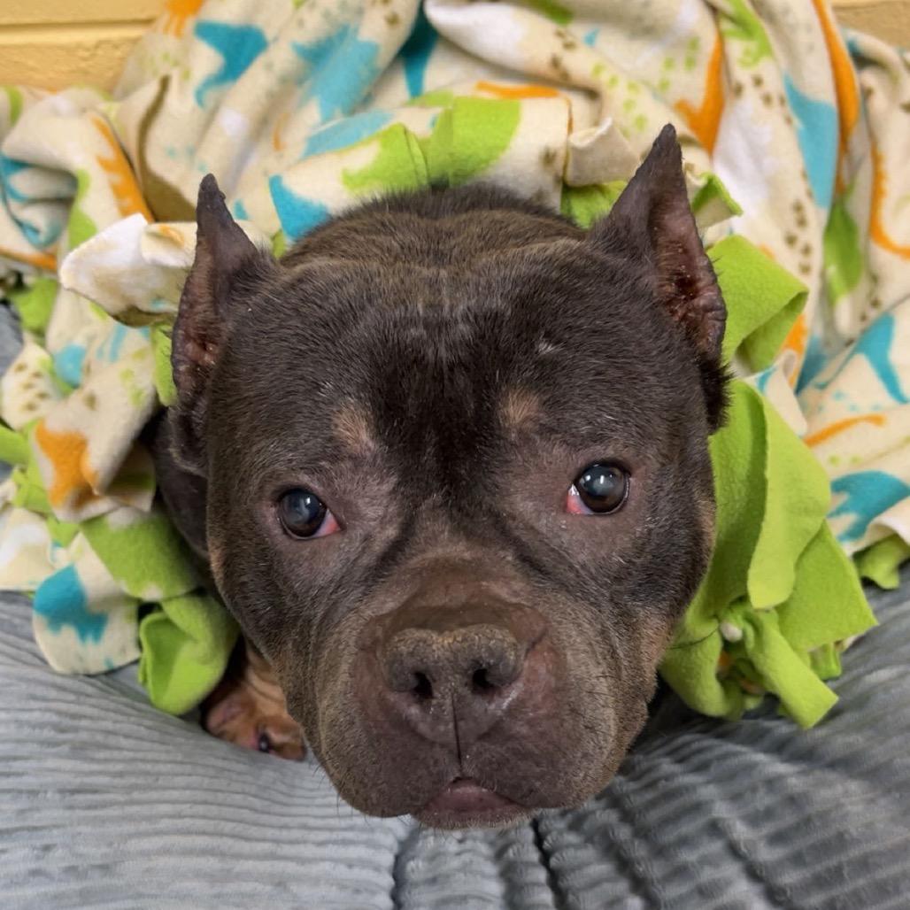 Pillsbury, Adoptable, Adult Female Mixed Breed.