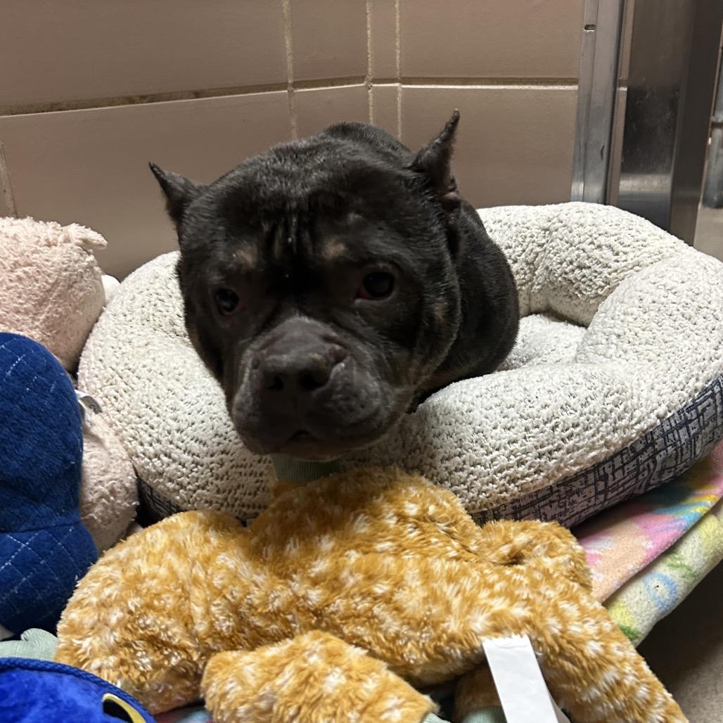 Pillsbury, a Adoptable Mixed Breed in Waukesha, WI image 2/3