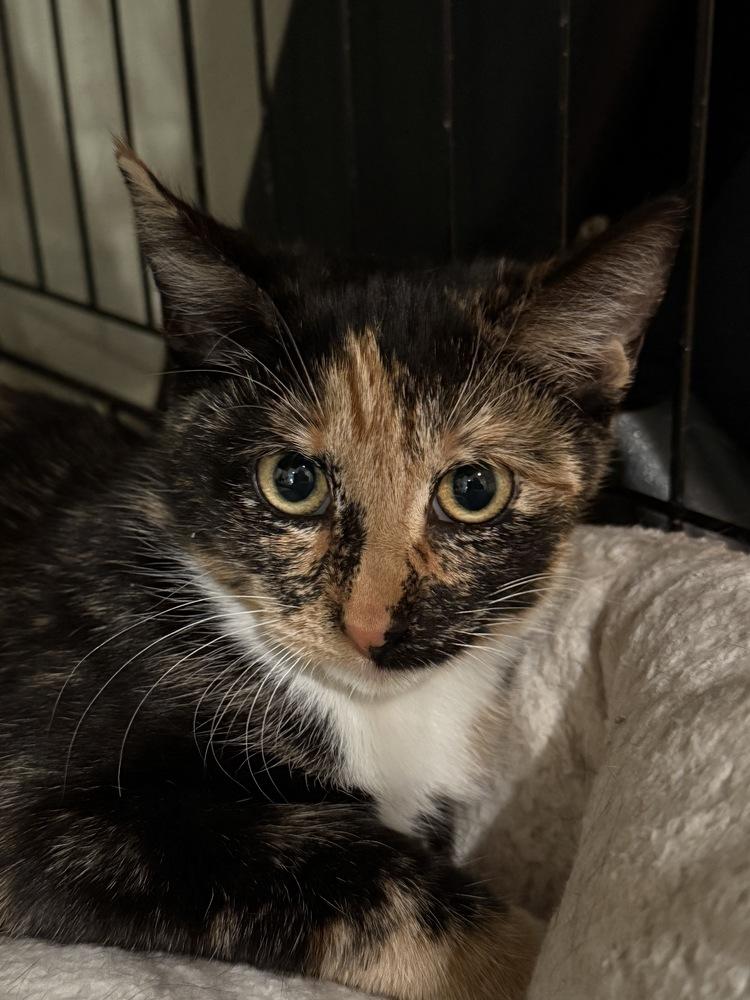 Estrella — thumbnail 2