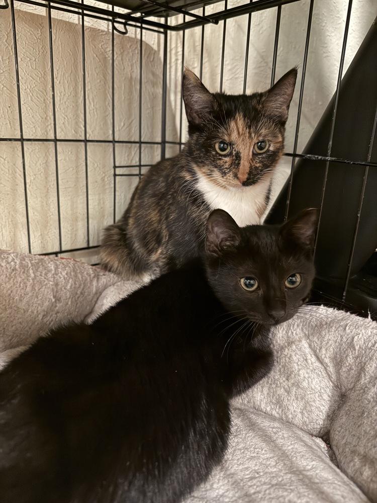 Estrella — thumbnail 4