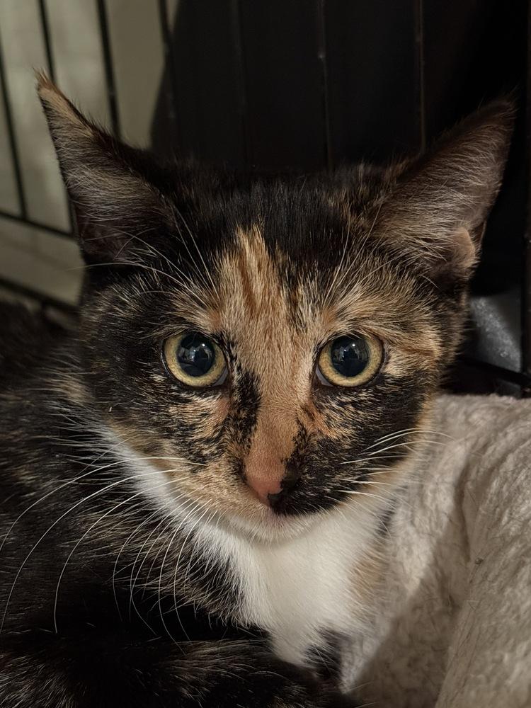 Estrella — thumbnail 5