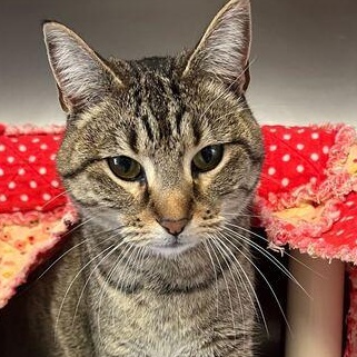 Enlarge Lumi, a ADOPTABLE mixed breed in Driggs, ID image 2/6