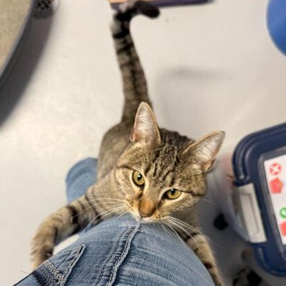 Enlarge Lumi, a ADOPTABLE mixed breed in Driggs, ID image 4/6