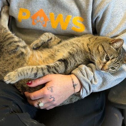 Enlarge Lumi, a ADOPTABLE mixed breed in Driggs, ID image 6/6