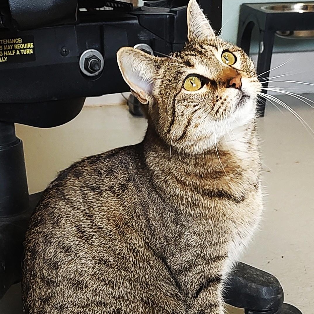 Enlarge Lumi, a ADOPTABLE mixed breed in Driggs, ID image 1/6