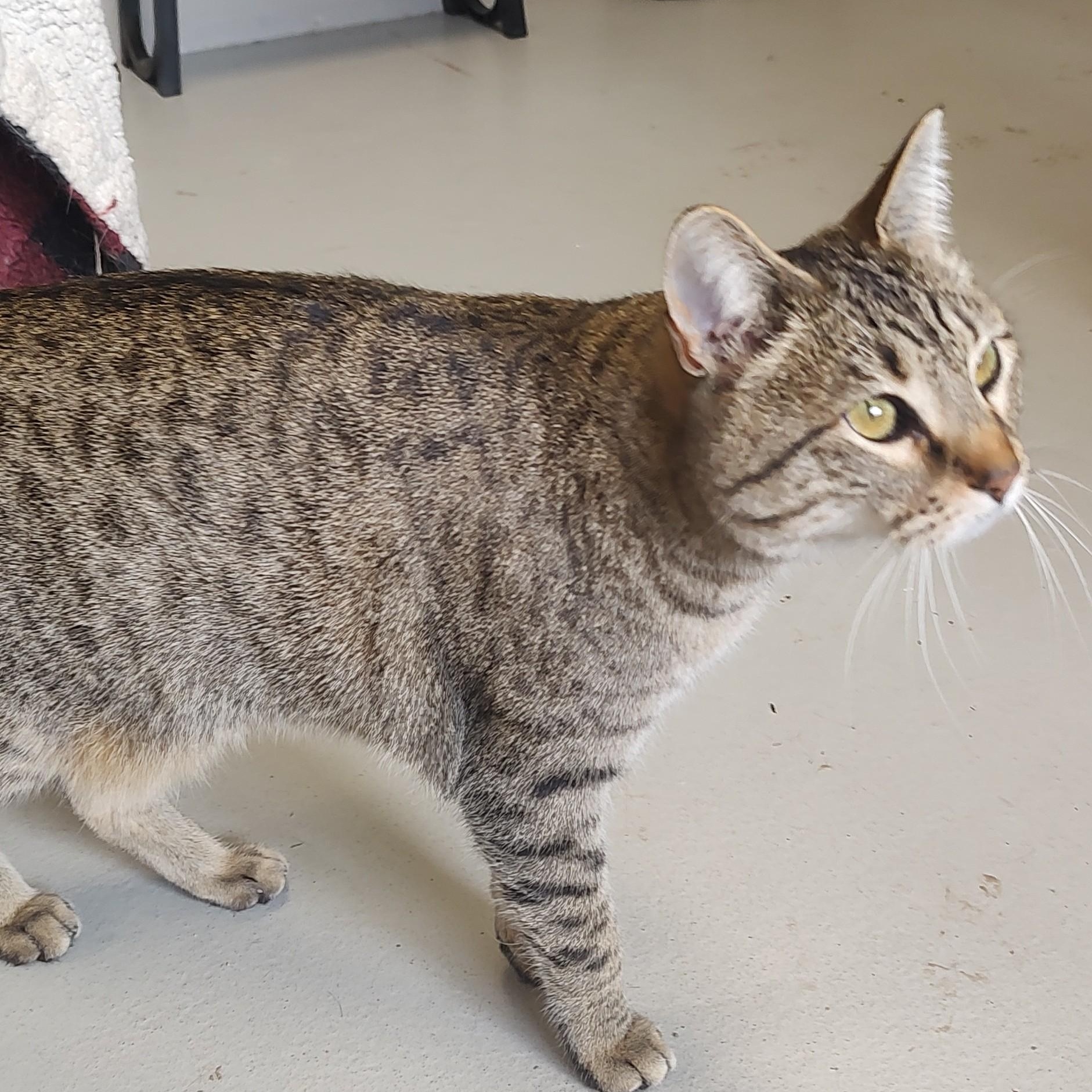 Enlarge Lumi, a ADOPTABLE mixed breed in Driggs, ID image 3/6