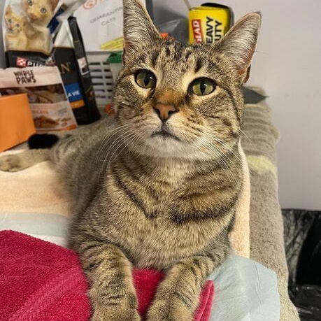 Enlarge Lumi, a ADOPTABLE mixed breed in Driggs, ID image 5/6