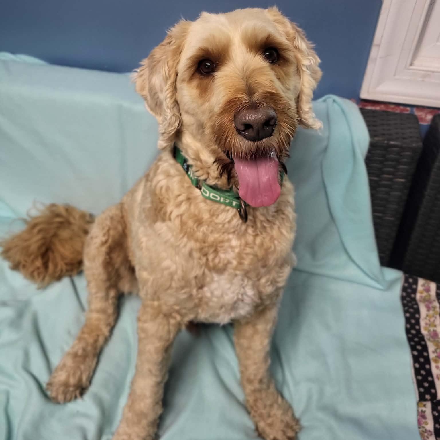 Enlarge Huck, a ADOPTABLE Poodle in Sunderland, MD image 1/6