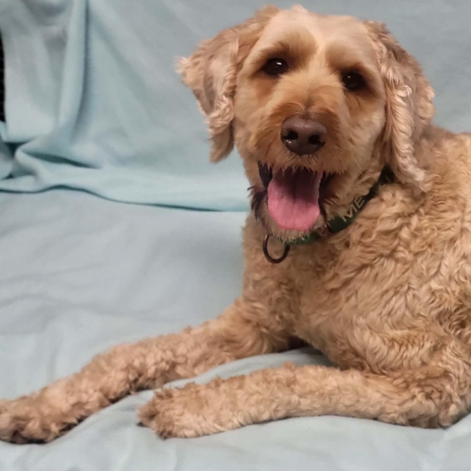 Enlarge Huck, a ADOPTABLE Poodle in Sunderland, MD image 2/6
