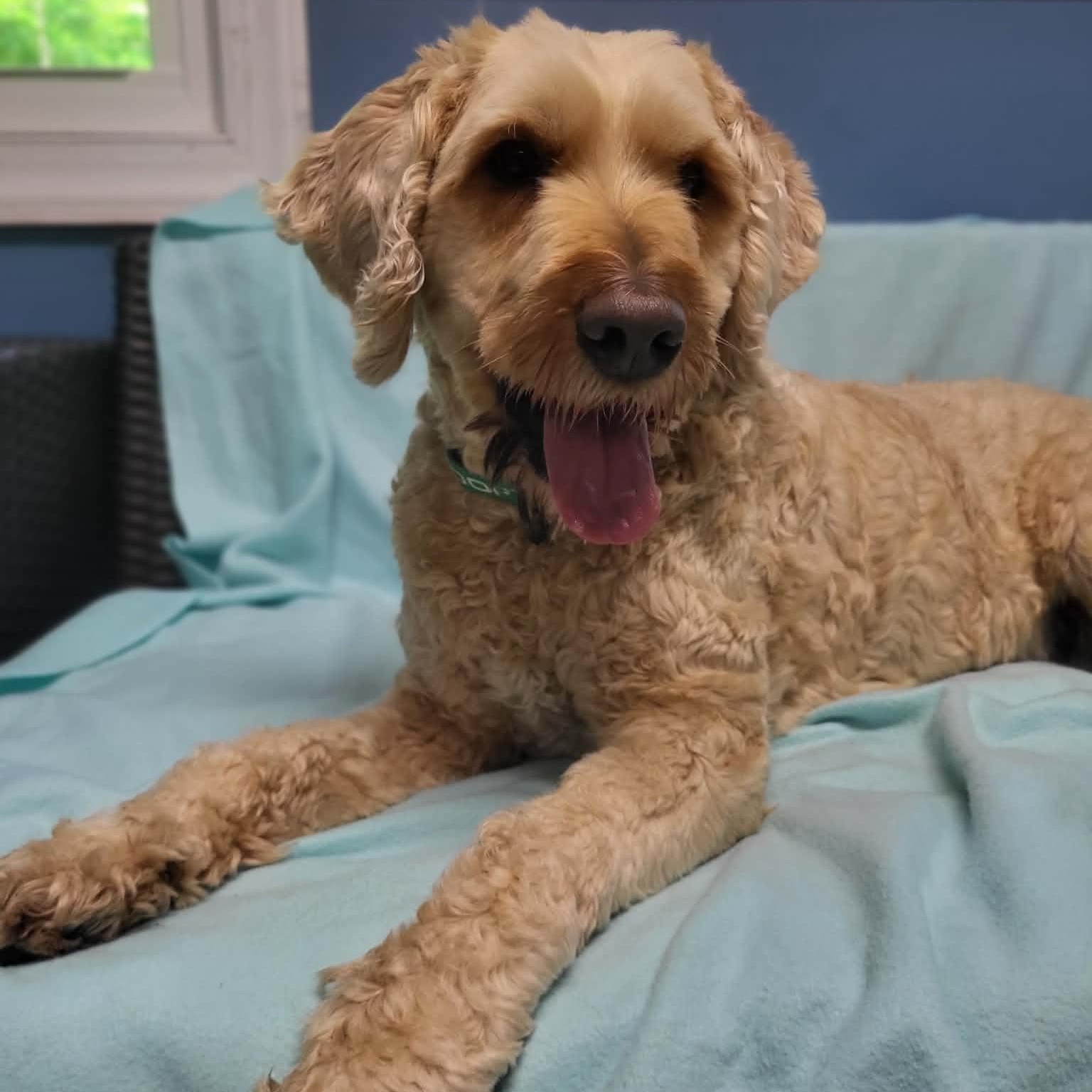 Enlarge Huck, a ADOPTABLE Poodle in Sunderland, MD image 6/6
