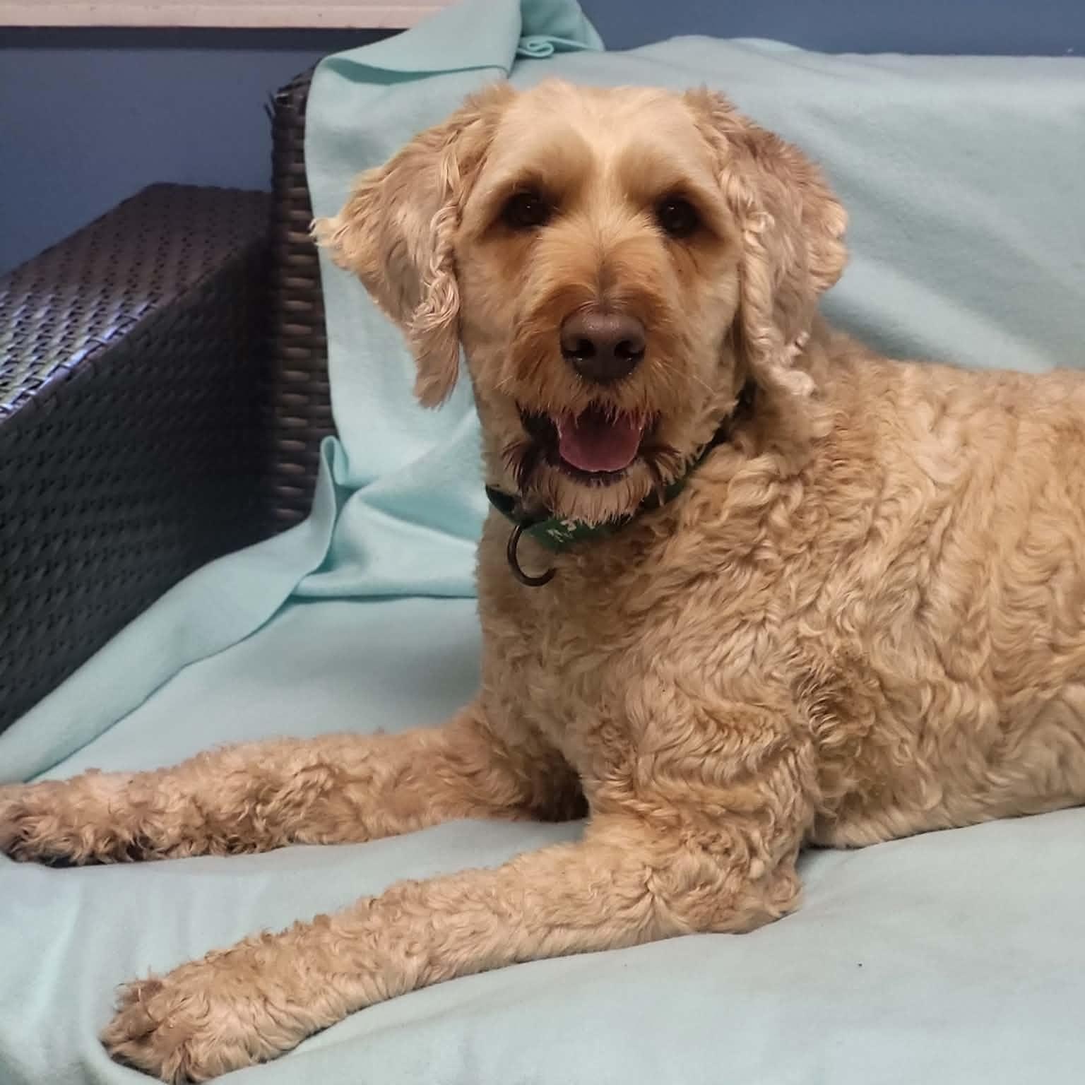Enlarge Huck, a ADOPTABLE Poodle in Sunderland, MD image 5/6