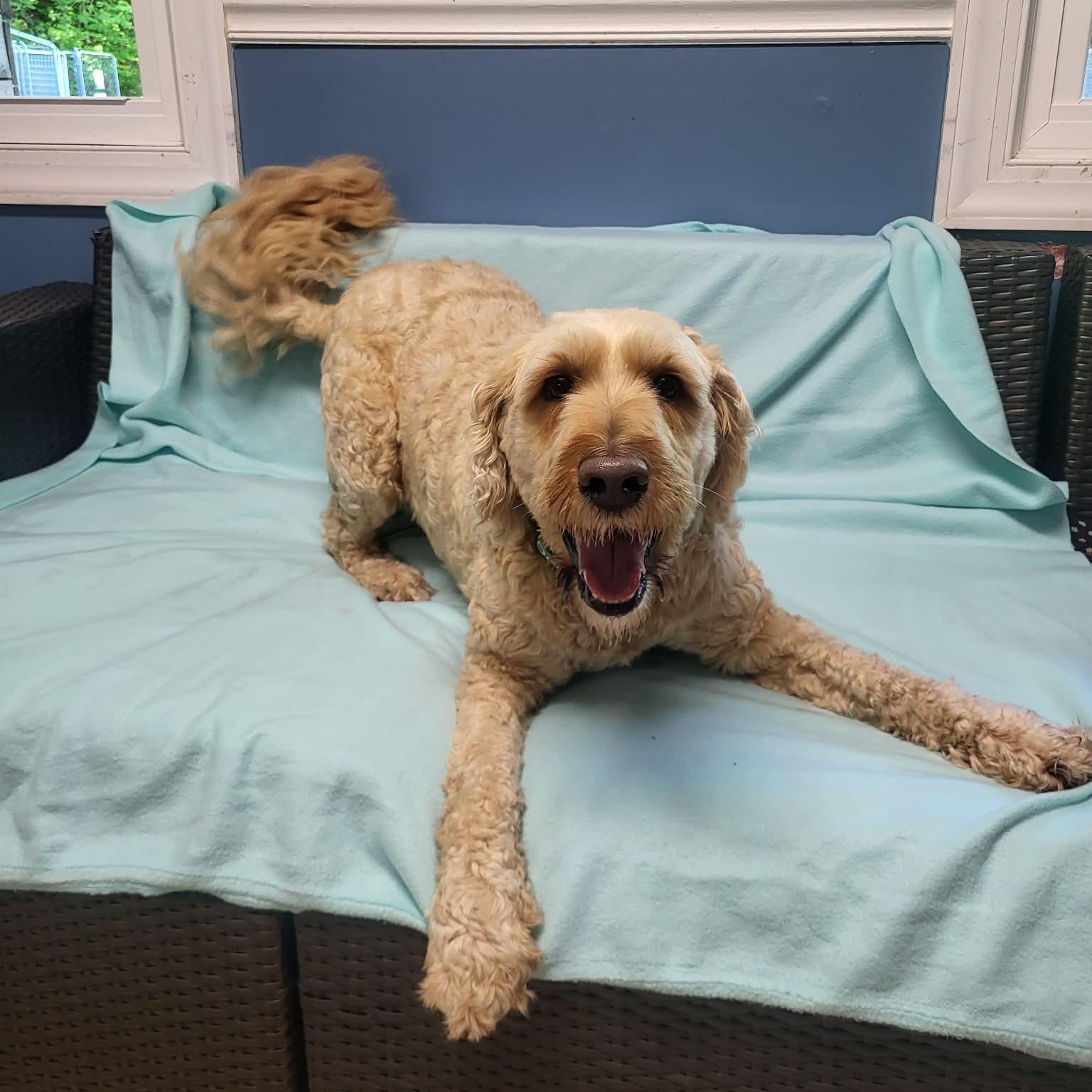 Enlarge Huck, a ADOPTABLE Poodle in Sunderland, MD image 3/6
