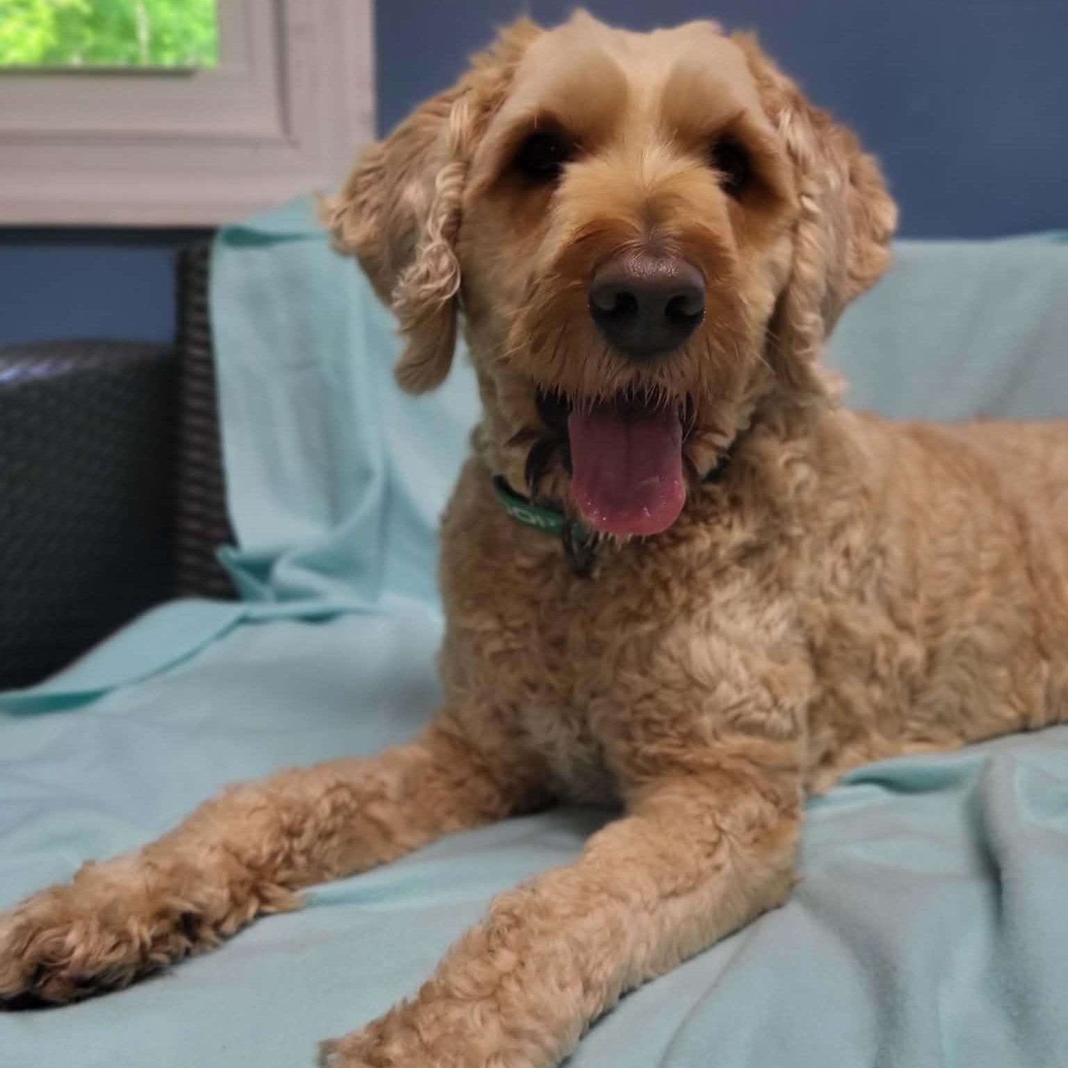 Enlarge Huck, a ADOPTABLE Poodle in Sunderland, MD image 4/6