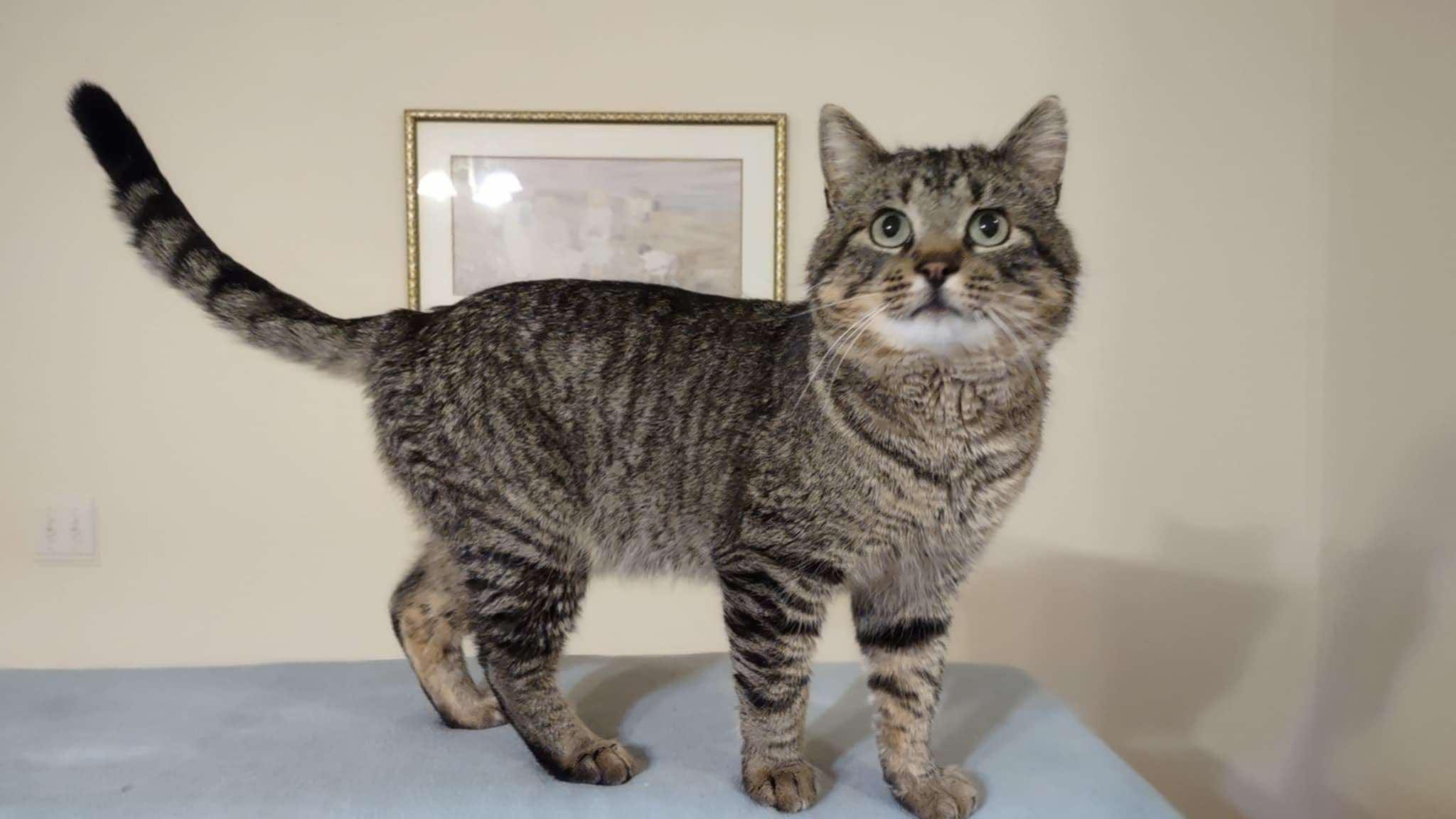 Teddy Bear, a Adoptable Domestic Short Hair in Sioux Falls, SD image 1/4