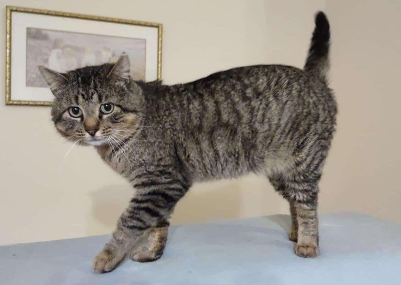 Teddy Bear, a Adoptable Domestic Short Hair in Sioux Falls, SD image 2/4