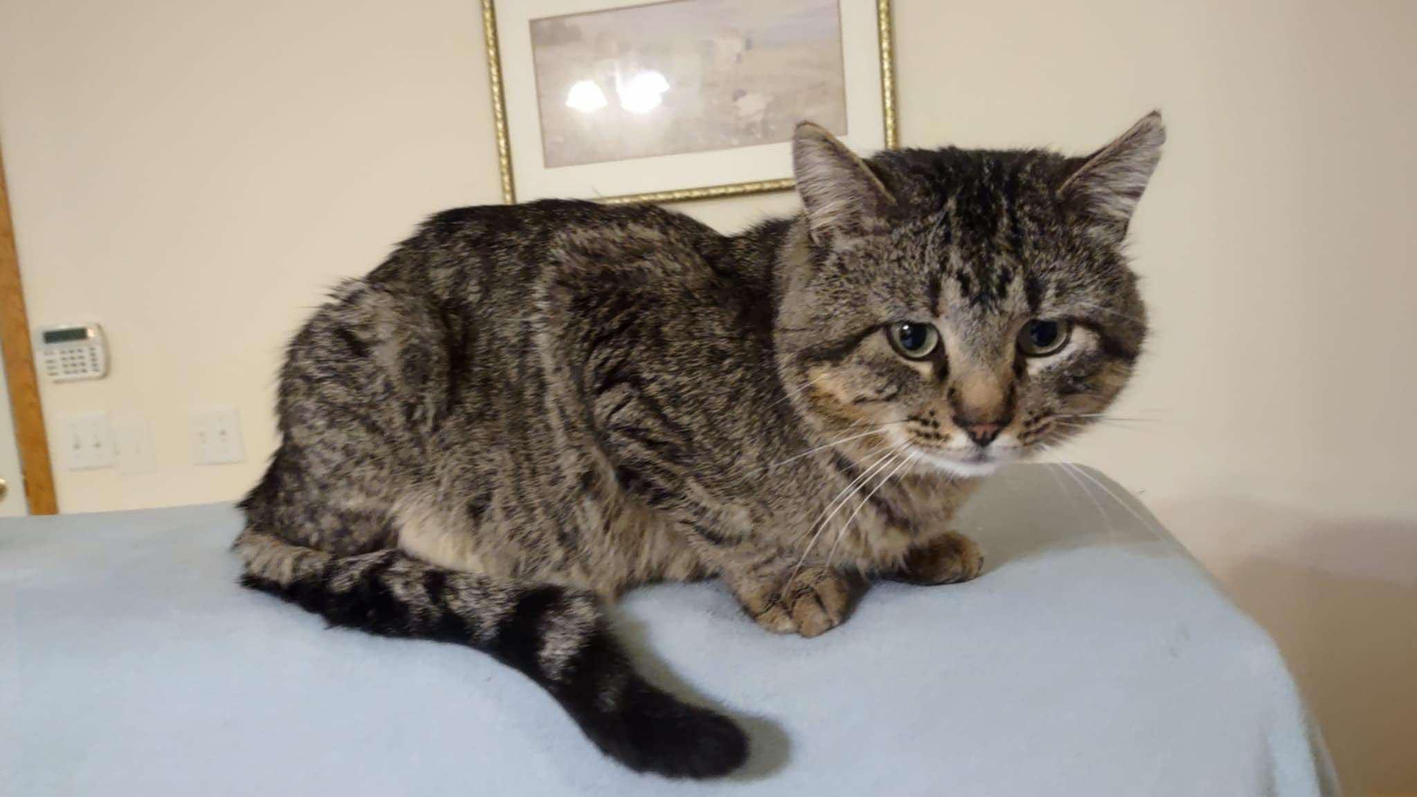 Teddy Bear, a Adoptable Domestic Short Hair in Sioux Falls, SD image 3/4