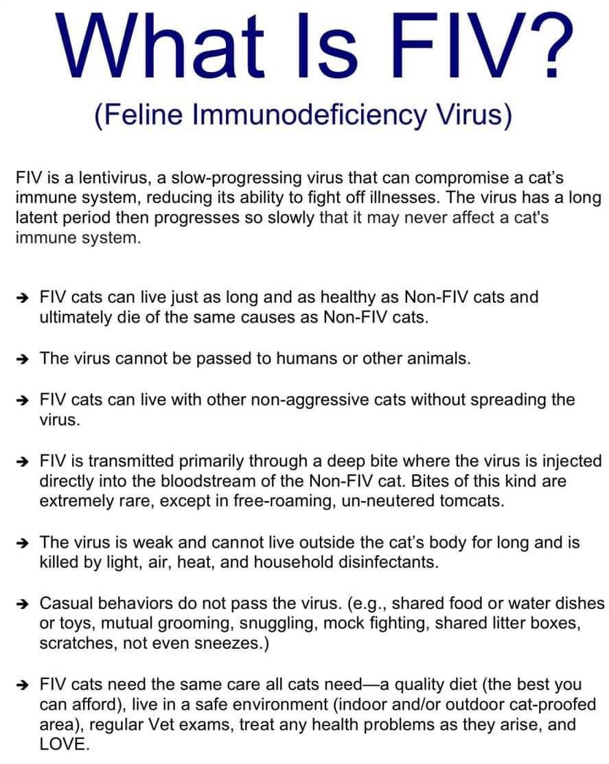 Teddy Bear, a Adoptable Domestic Short Hair in Sioux Falls, SD image 4/4