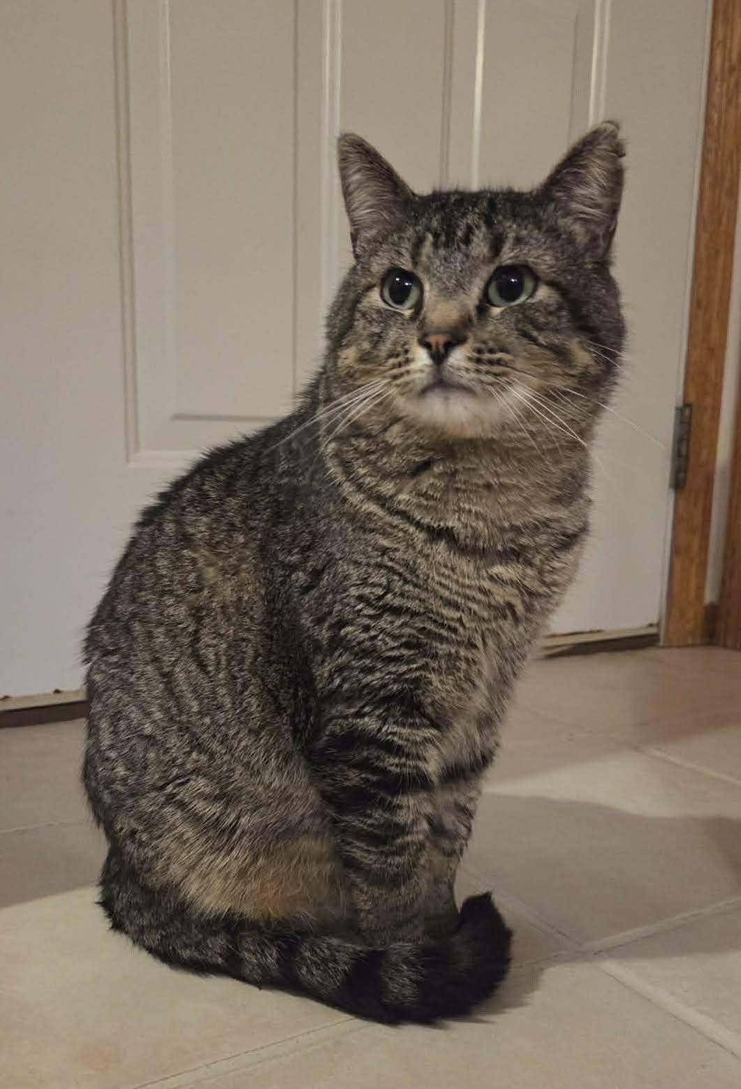 Teddy Bear, Adoptable, Adult Male Domestic Short Hair.