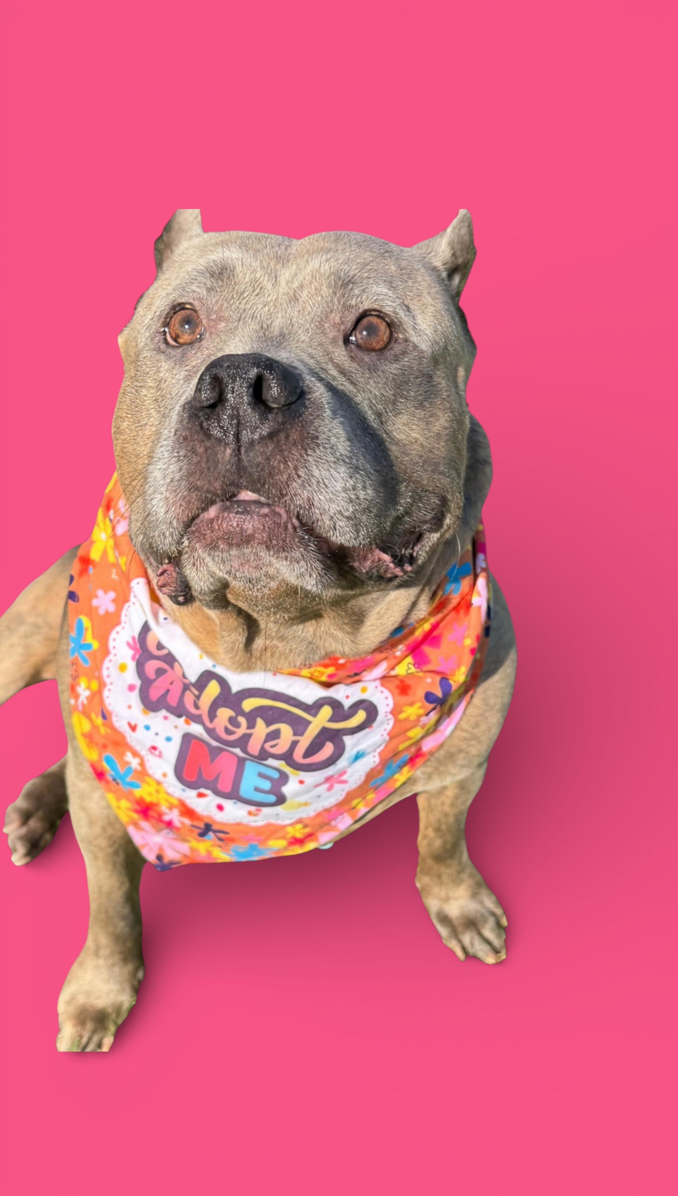 Enlarge Sushi-ADOPT Me!!, an adopted mixed breed in Redondo Beach, CA image 5/5