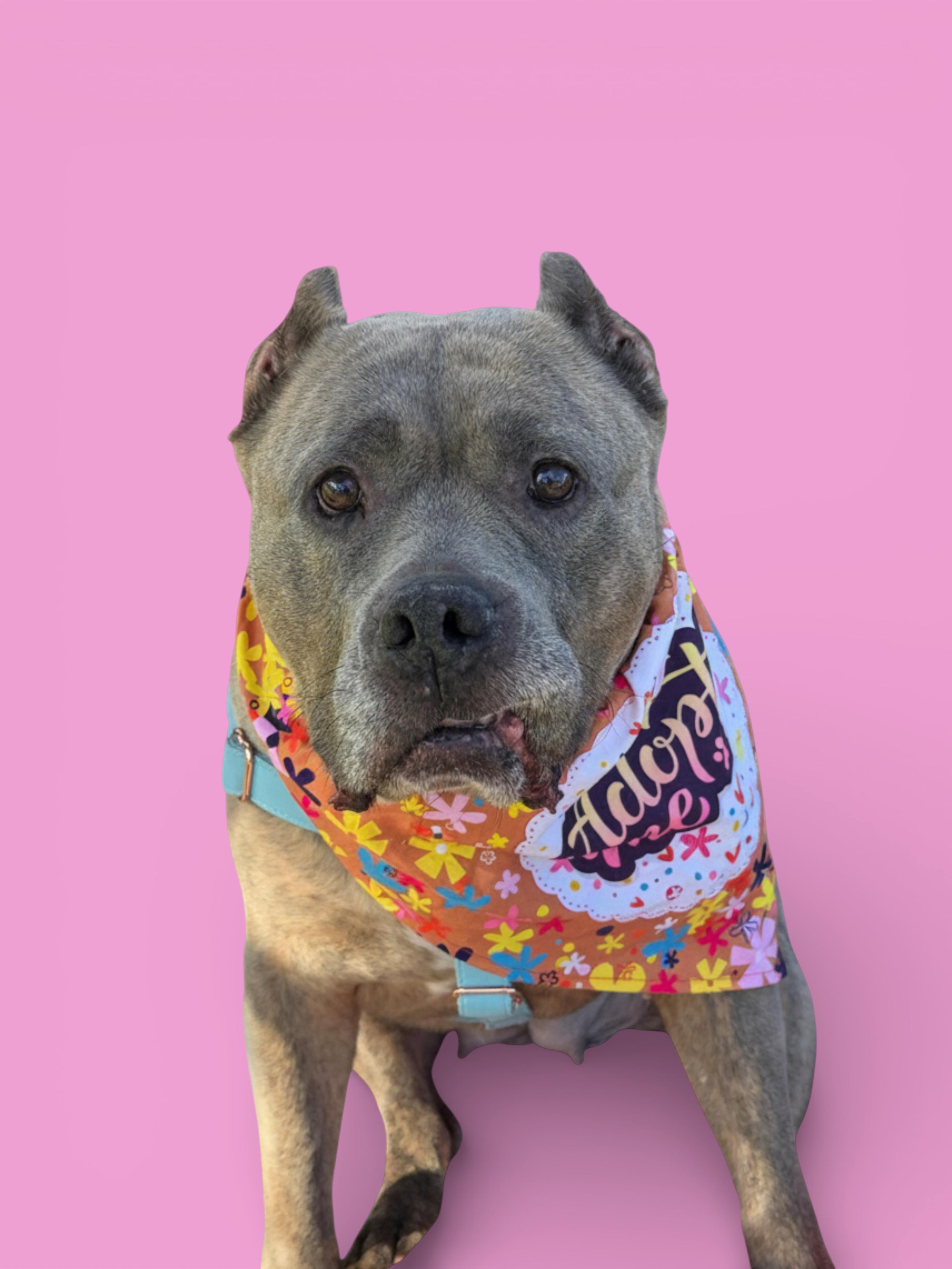 Enlarge Sushi-ADOPT Me!!, an adopted mixed breed in Redondo Beach, CA image 4/5