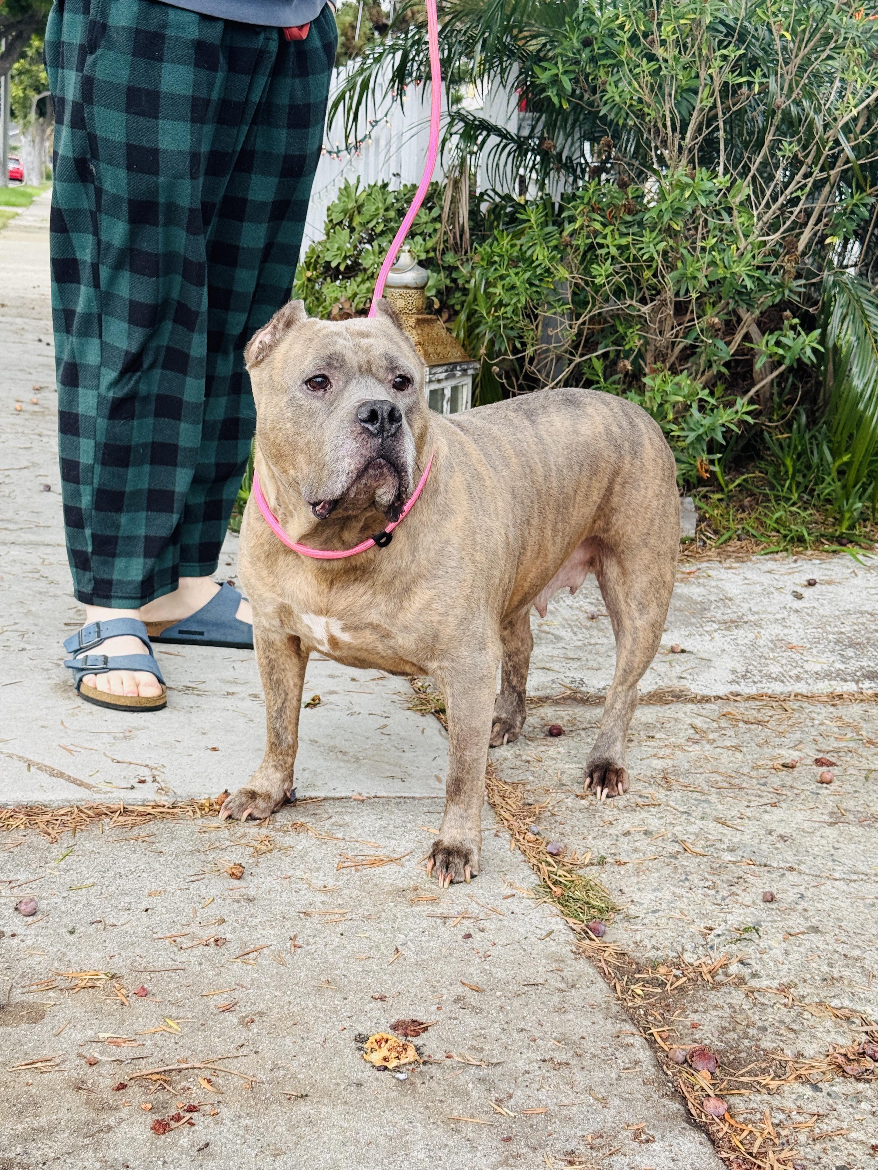Enlarge Sushi-ADOPT Me!!, an adopted mixed breed in Redondo Beach, CA image 3/5