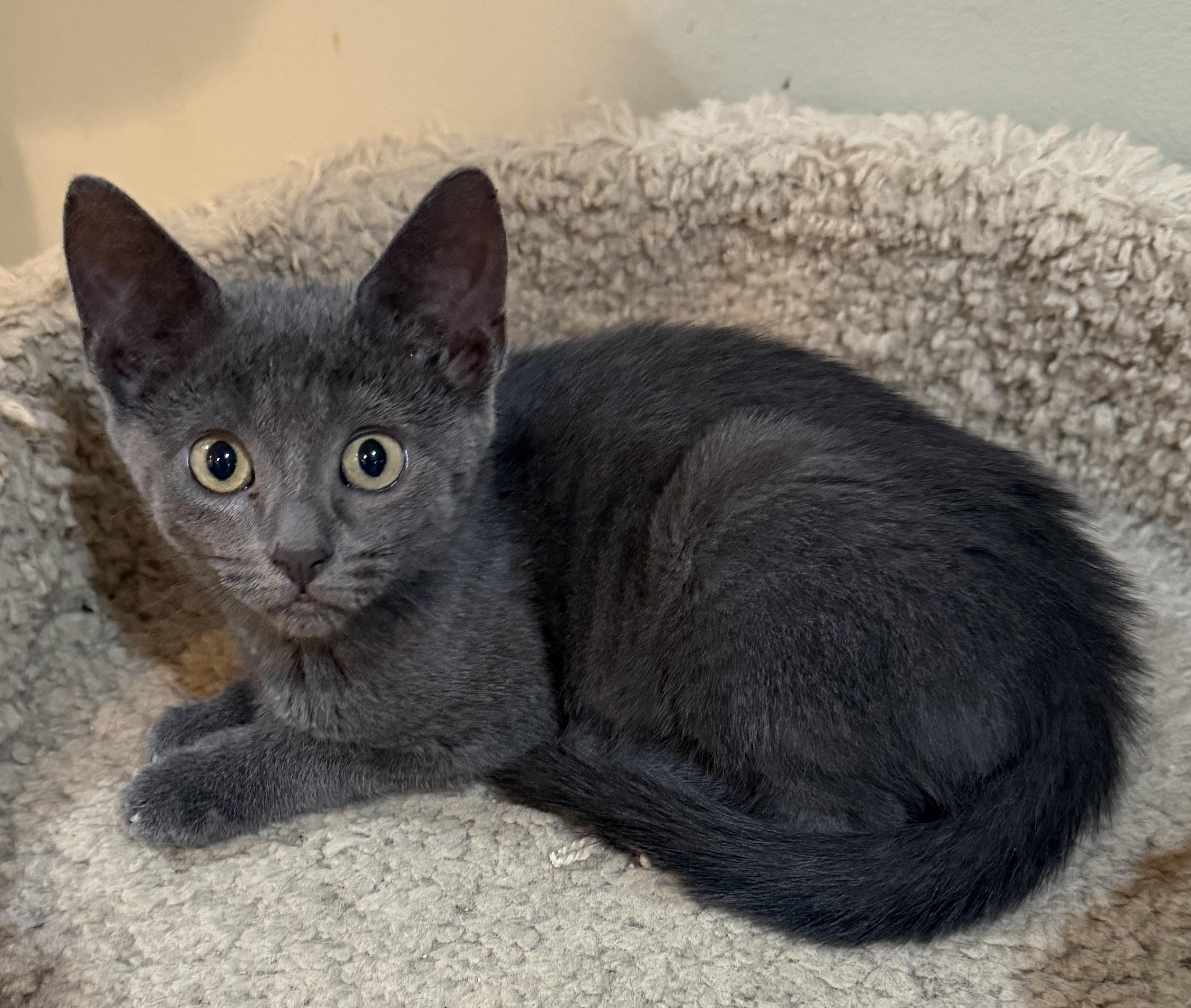 Enlarge Nella, a Adoptable Domestic Medium Hair in East Hanover, NJ image 1/1