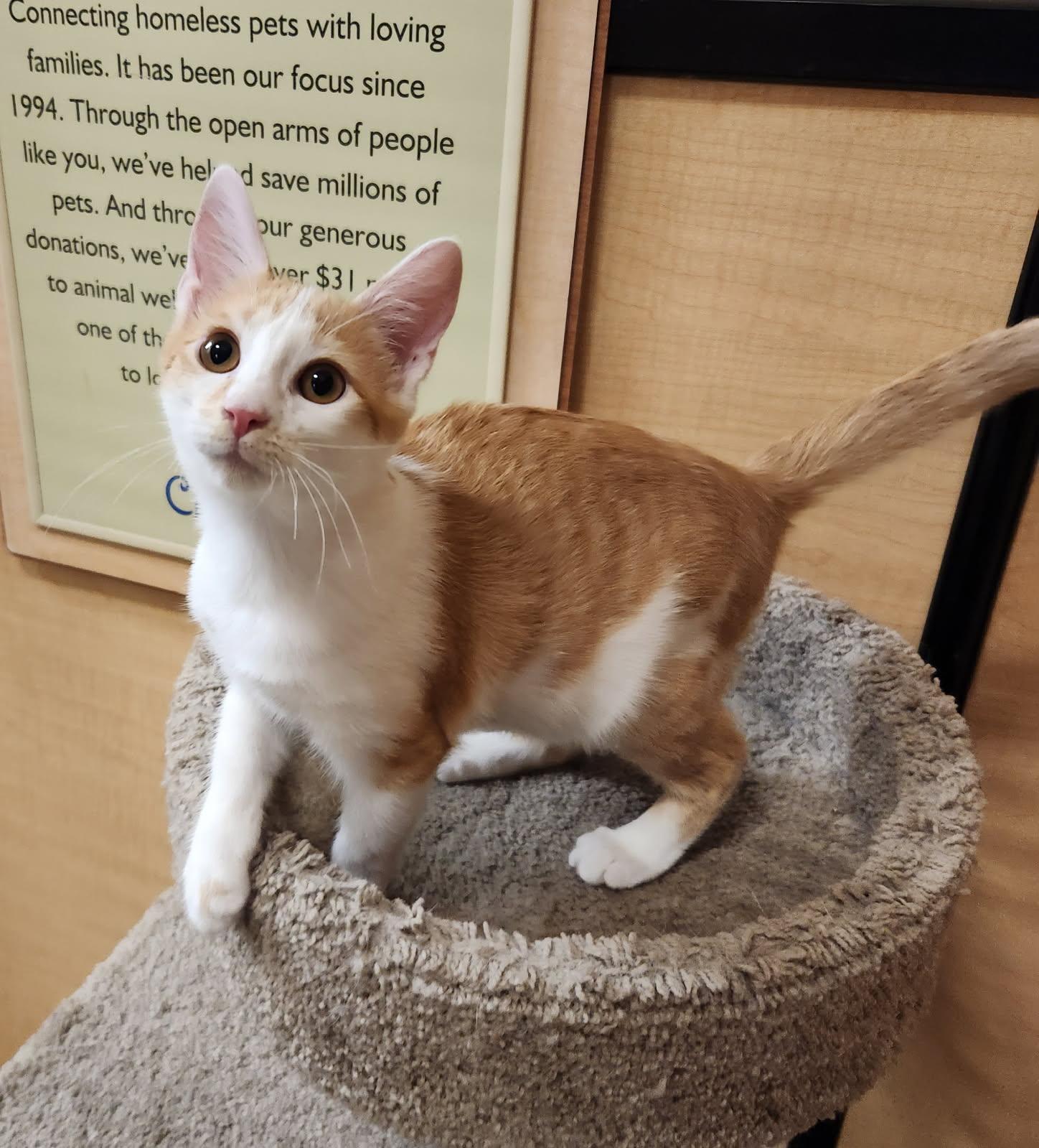 Enlarge Beaver, an adopted Domestic Short Hair in Barrington Hills, IL image 2/3