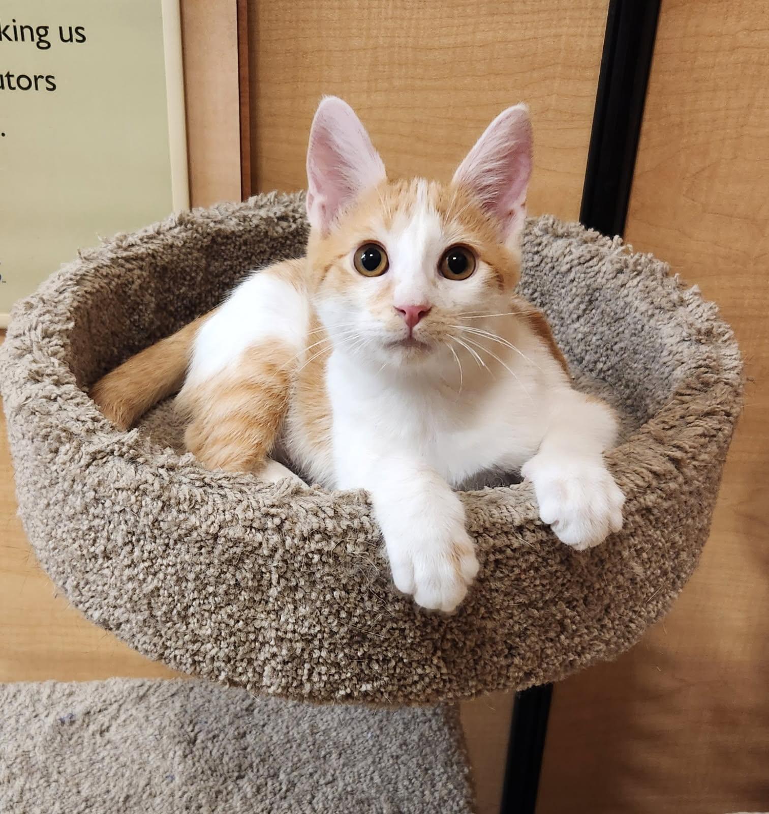 Enlarge Beaver, an adopted Domestic Short Hair in Barrington Hills, IL image 1/3