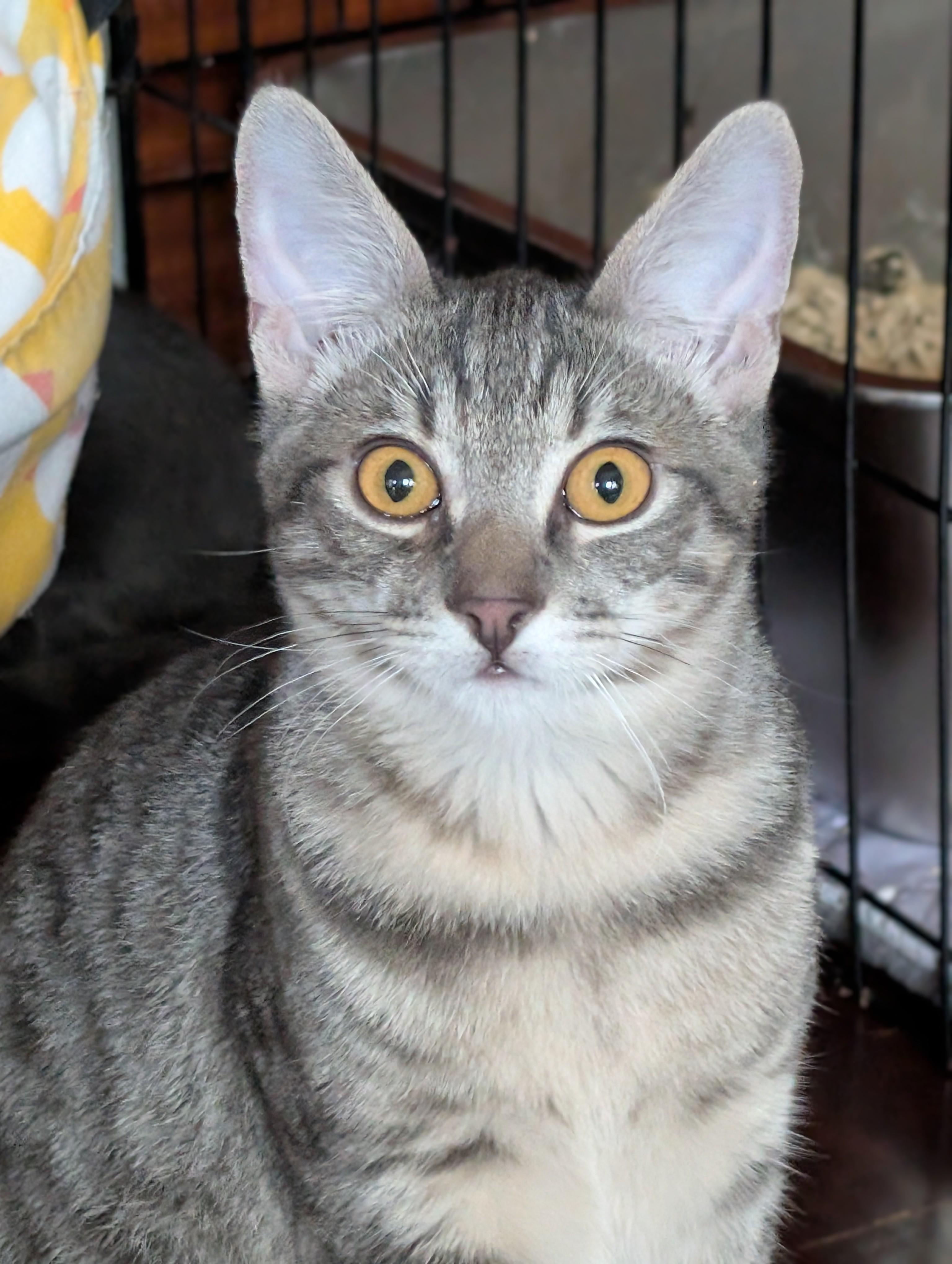 Blue, a Adoptable American Shorthair in San Diego, CA image 1/6