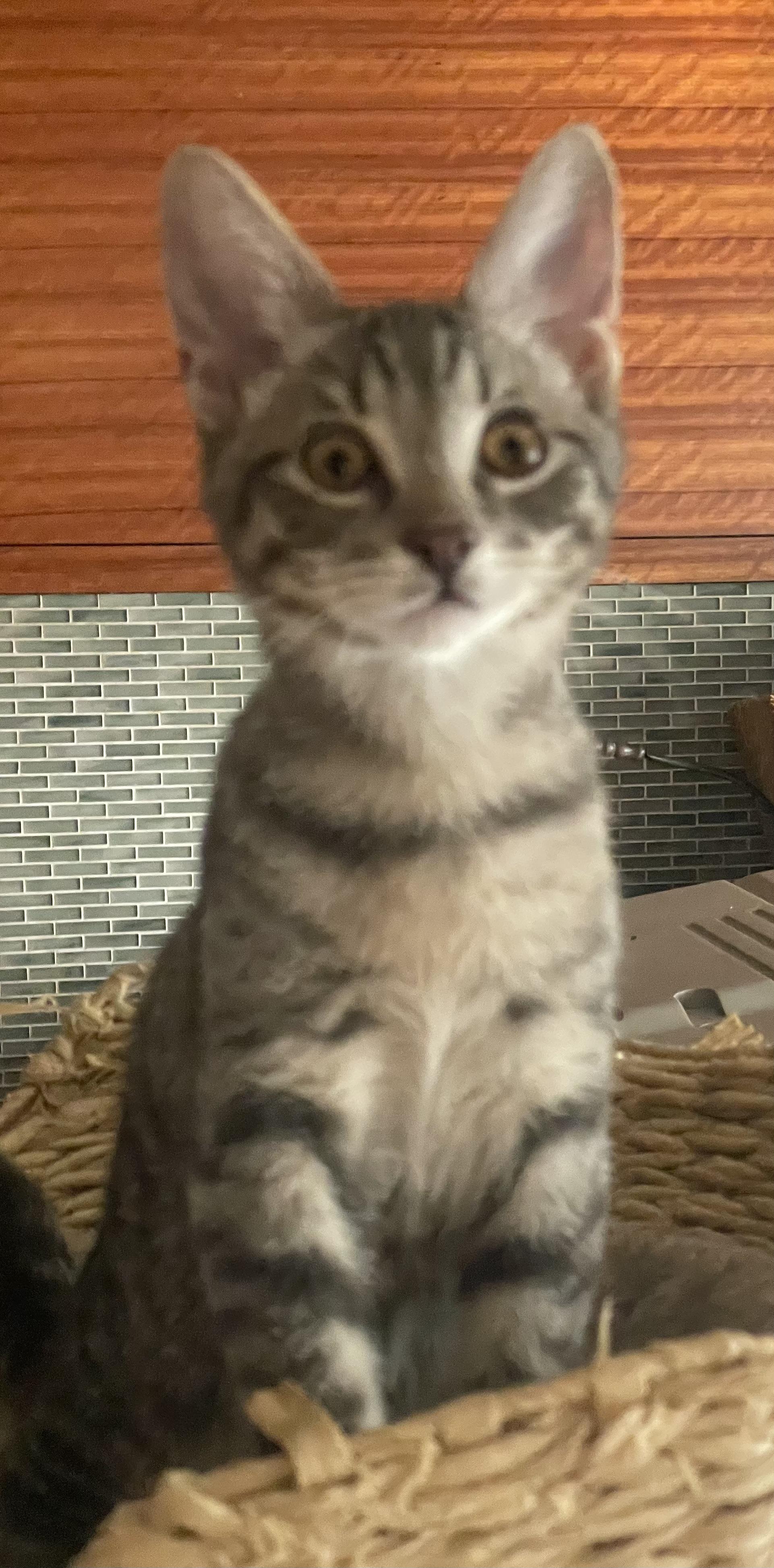 Blue, Adoptable, Kitten Male American Shorthair.