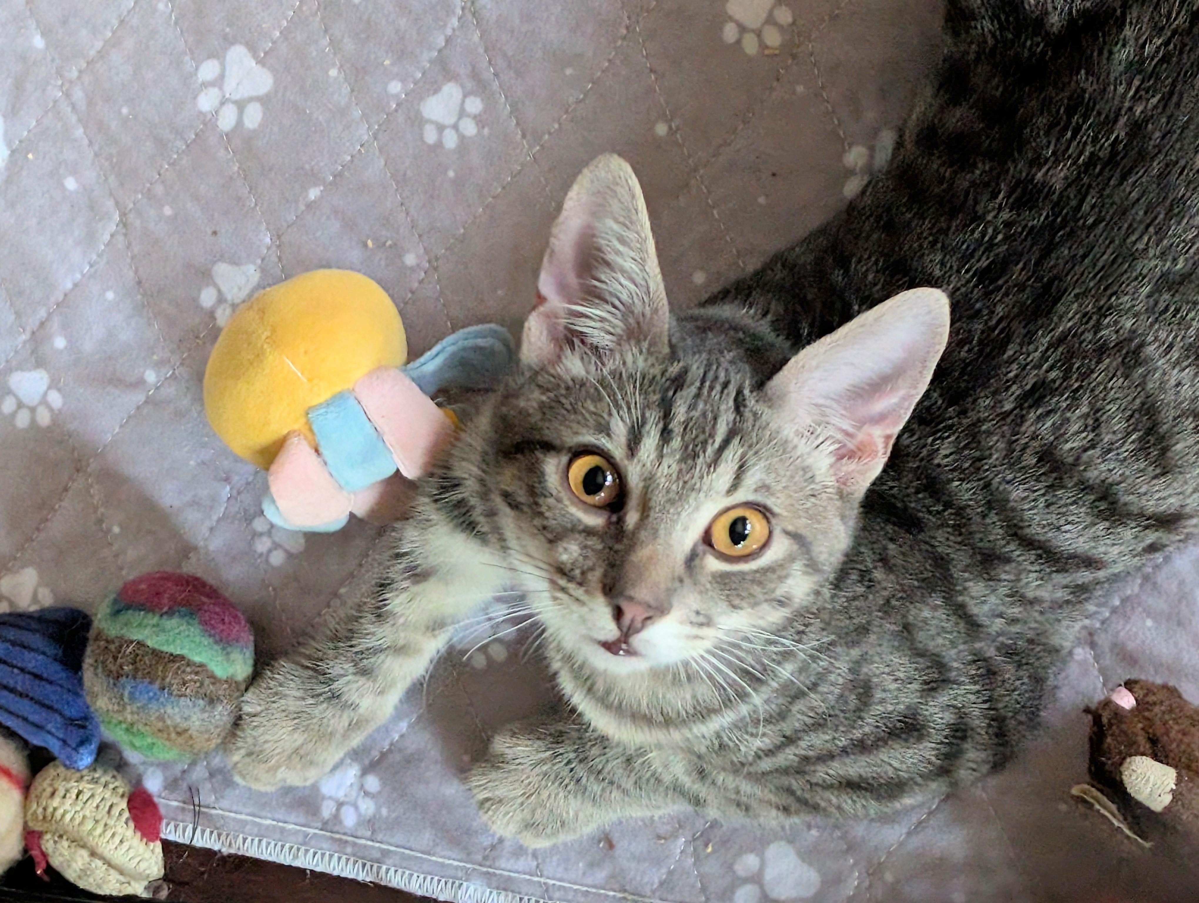 Blue, a Adoptable American Shorthair in San Diego, CA image 4/6