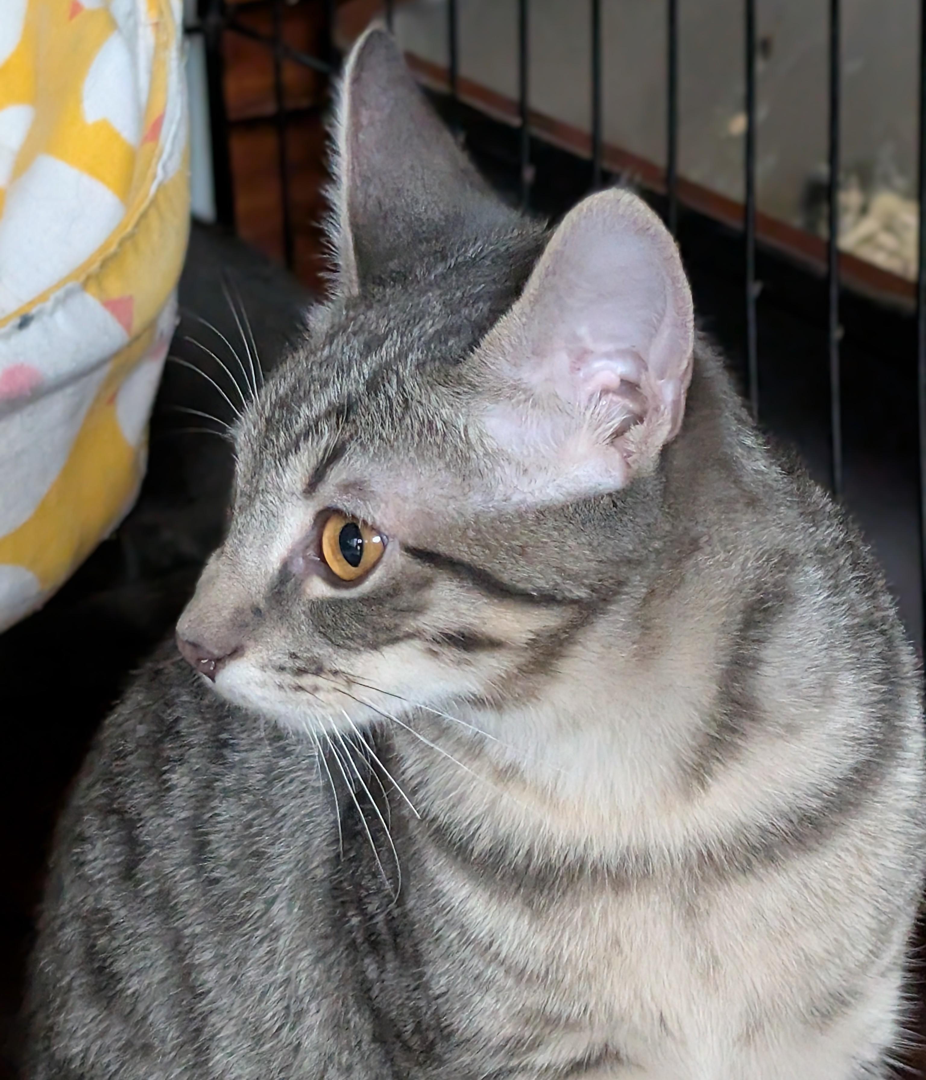 Blue, a Adoptable American Shorthair in San Diego, CA image 5/6
