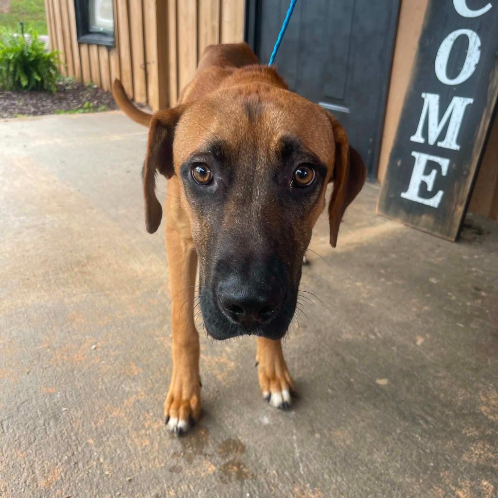 Rudy, Adoptable, Young Male Mixed Breed.