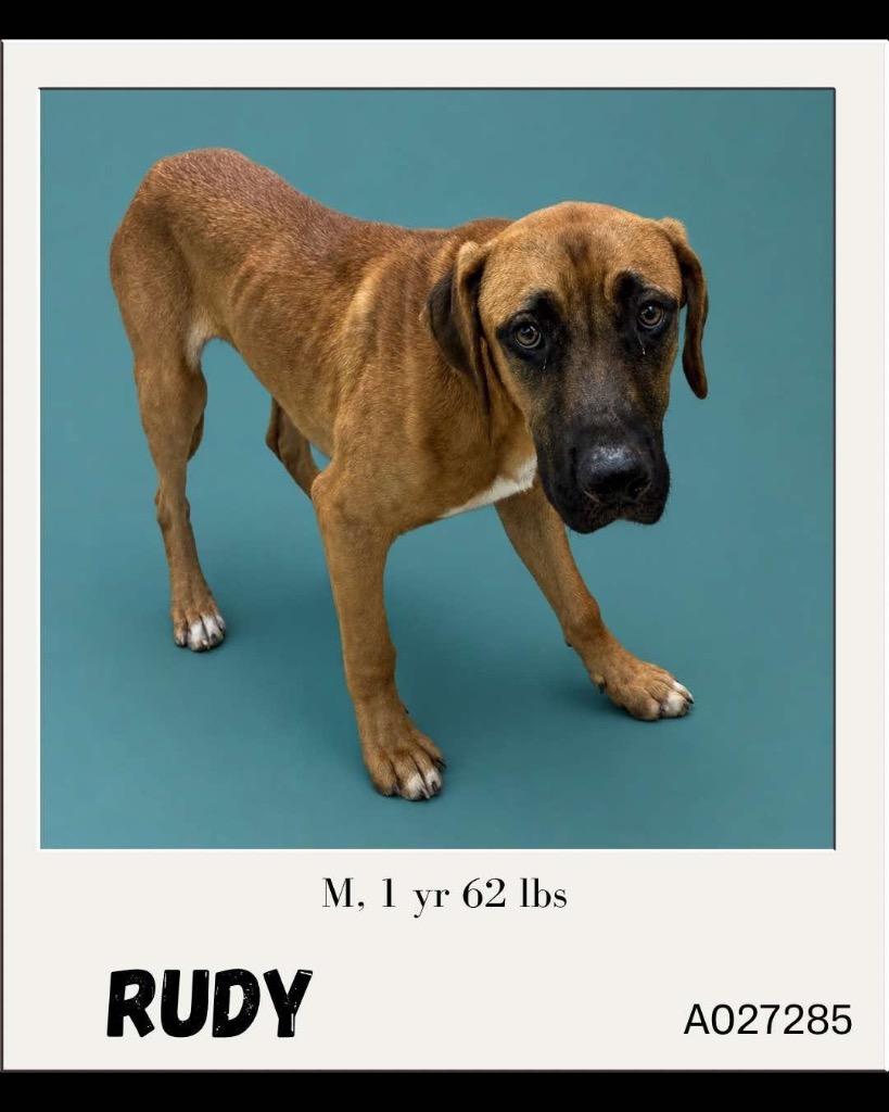 Enlarge Rudy, a Adoptable mixed breed in Charlotte, MI image 2/3