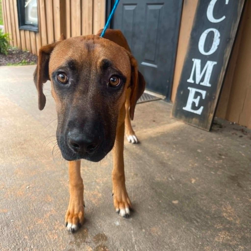 Enlarge Rudy, a Adoptable mixed breed in Charlotte, MI image 3/3