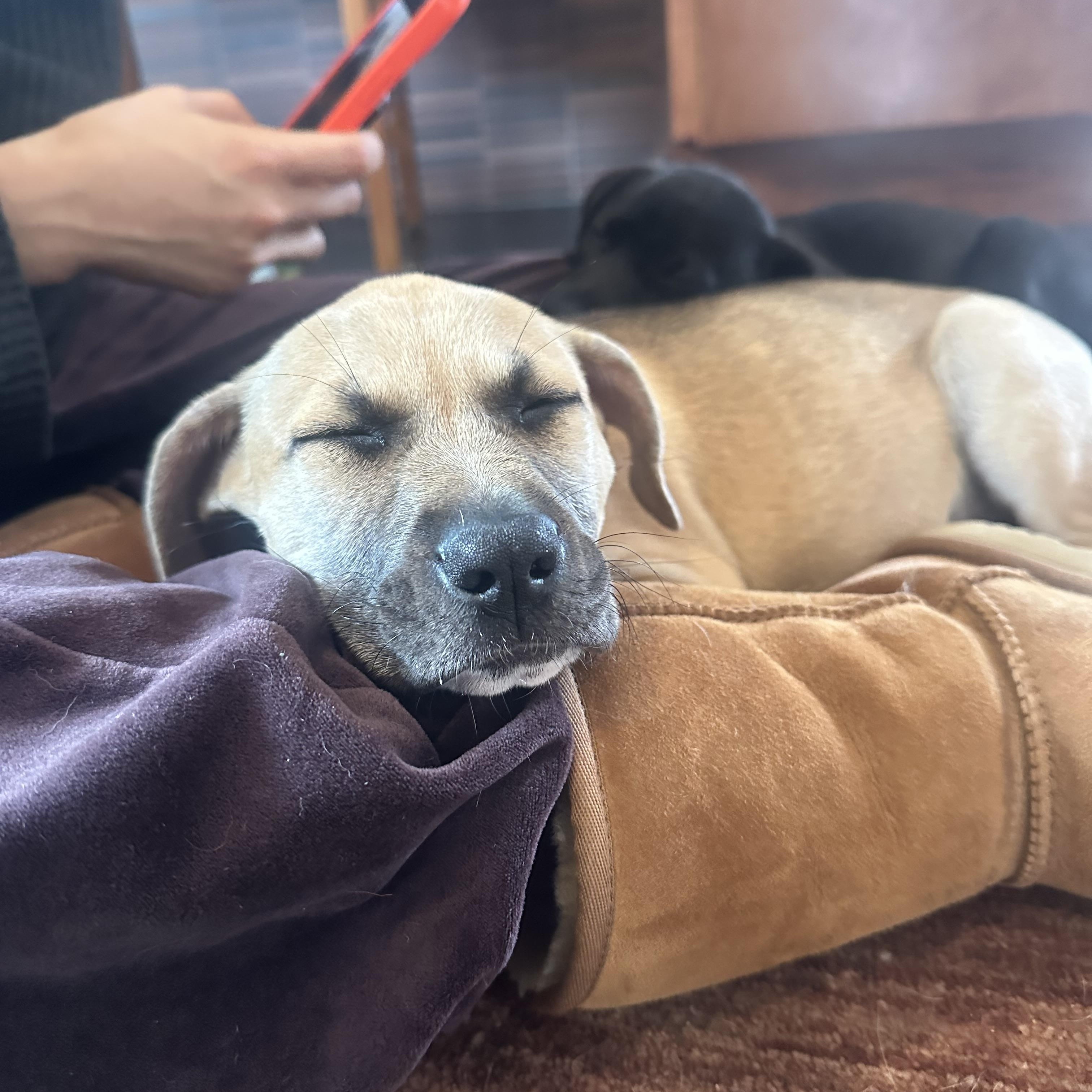 Enlarge Joyce, an adopted mixed breed in Los Angeles, CA image 3/5