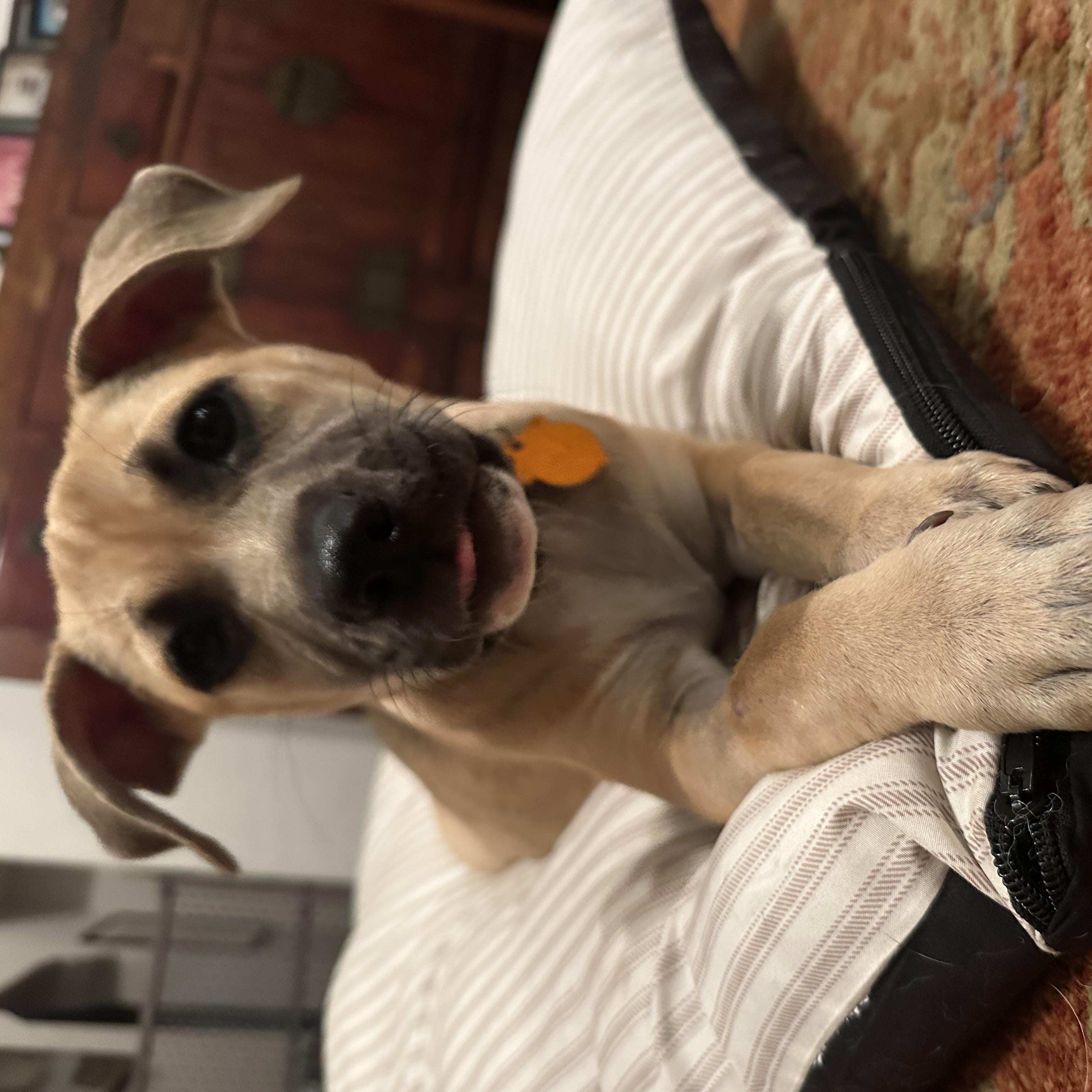 Enlarge Joyce, an adopted mixed breed in Los Angeles, CA image 4/5