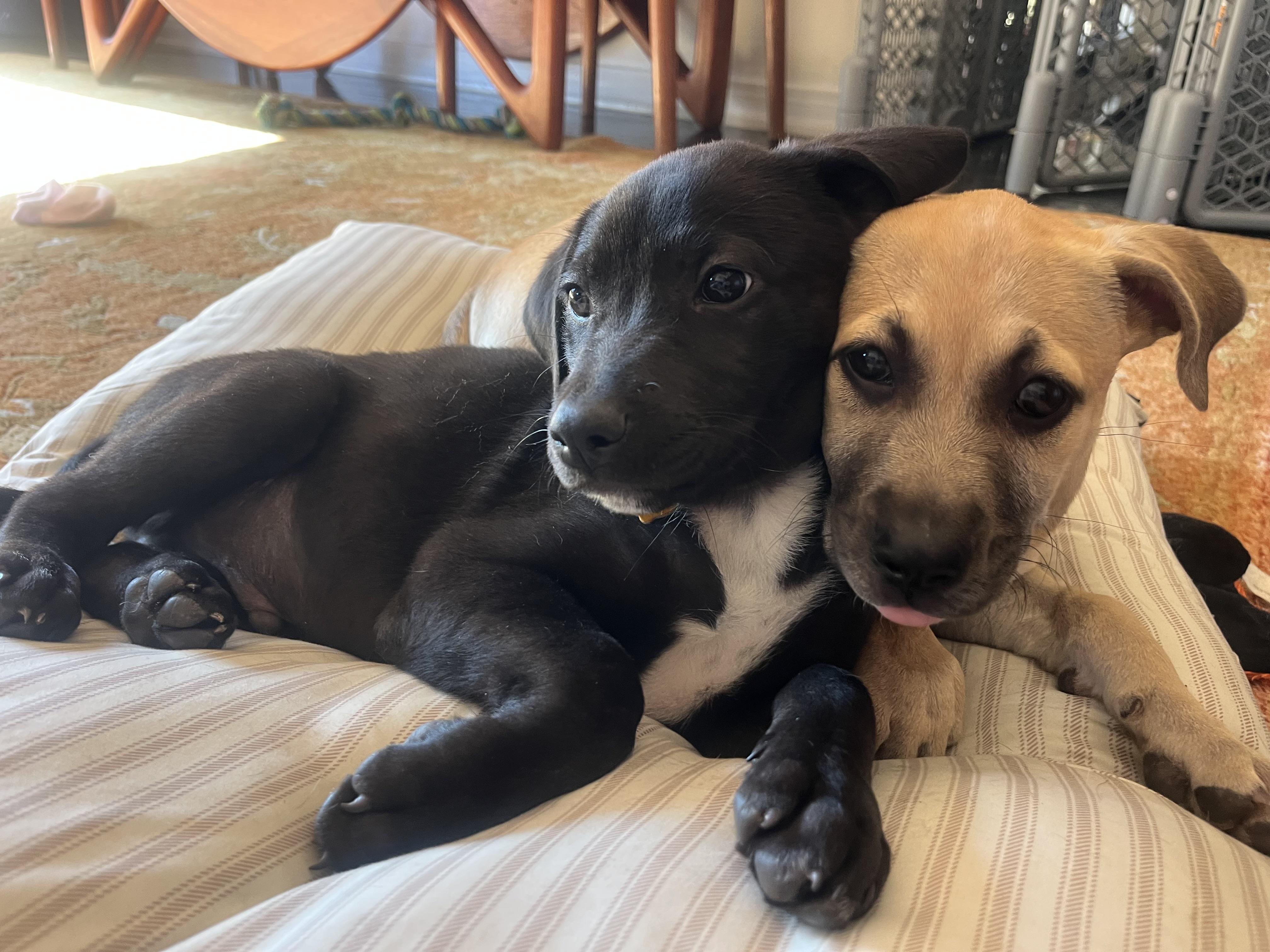 Enlarge Joyce, an adopted mixed breed in Los Angeles, CA image 5/5