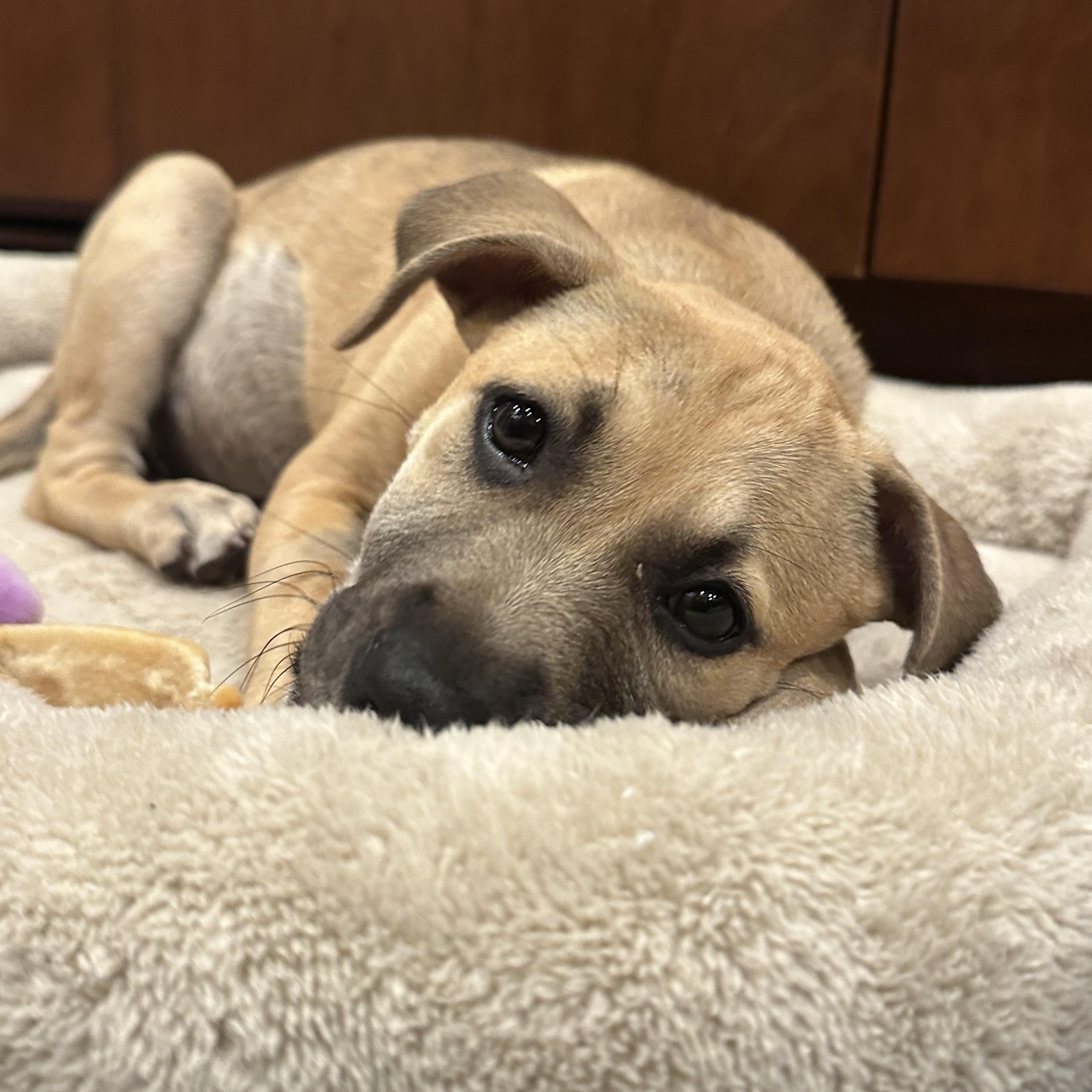 Enlarge Joyce, an adopted mixed breed in Los Angeles, CA image 1/5