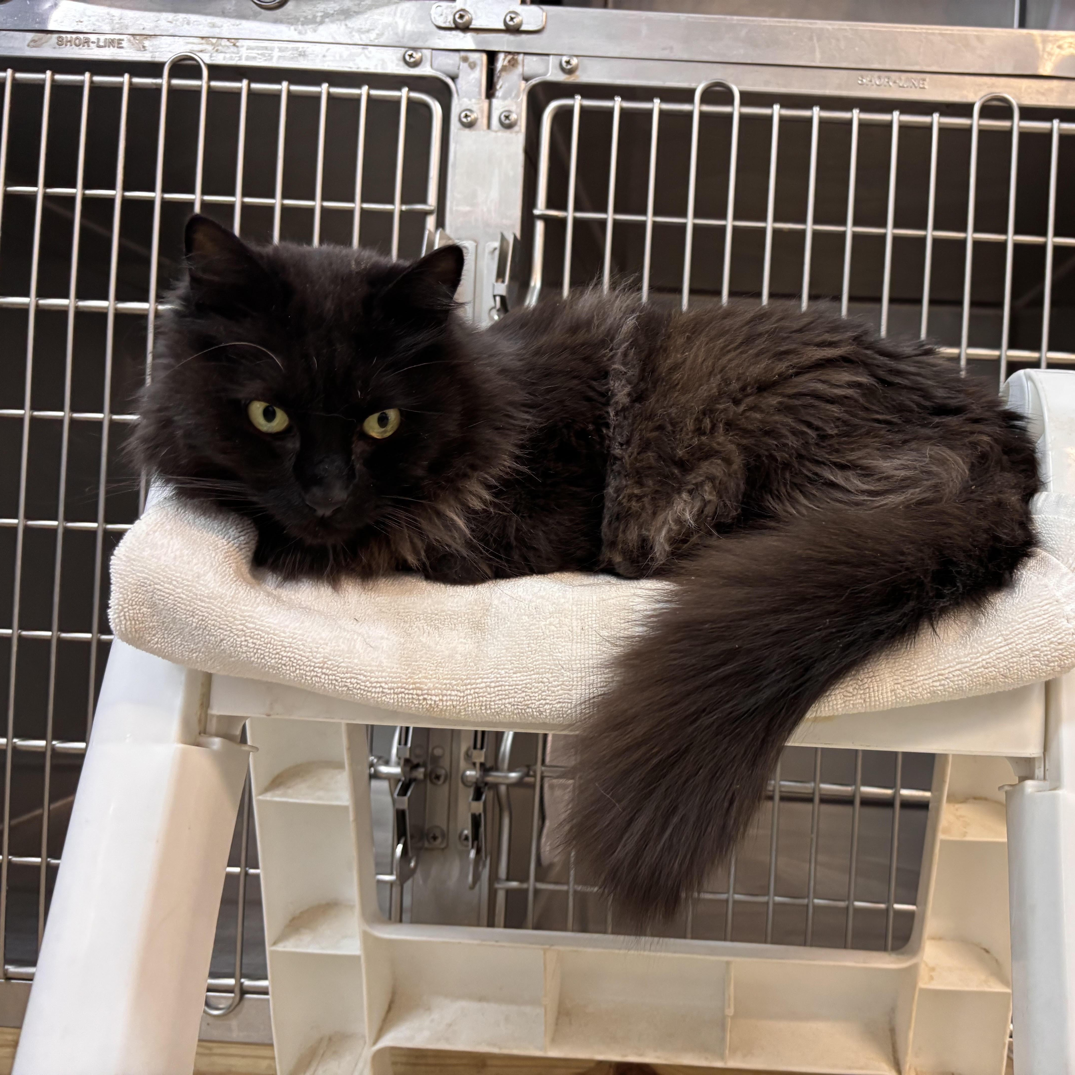 Slim Shady, ADOPTABLE, Senior Male Domestic Long Hair.