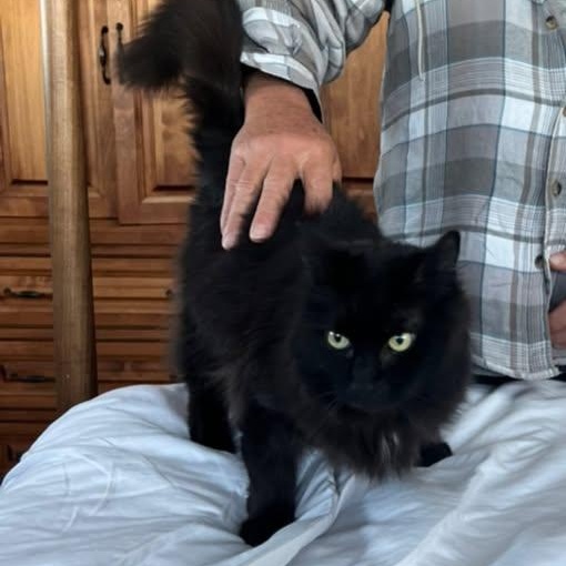 Enlarge Slim Shady (ON ADOPTION HOLD), a ADOPTABLE Domestic Long Hair in Nantucket, MA image 2/5