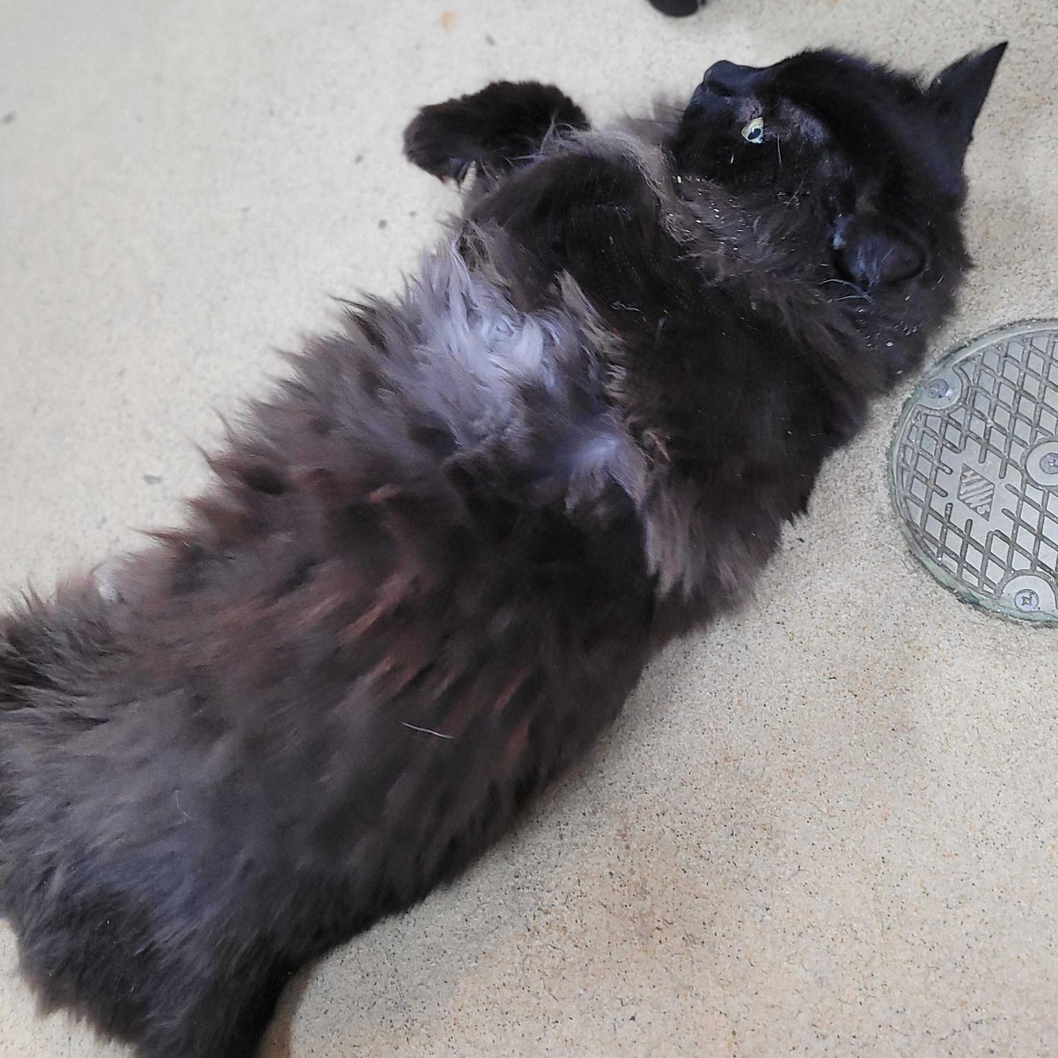 Enlarge Slim Shady (ON ADOPTION HOLD), a ADOPTABLE Domestic Long Hair in Nantucket, MA image 3/5